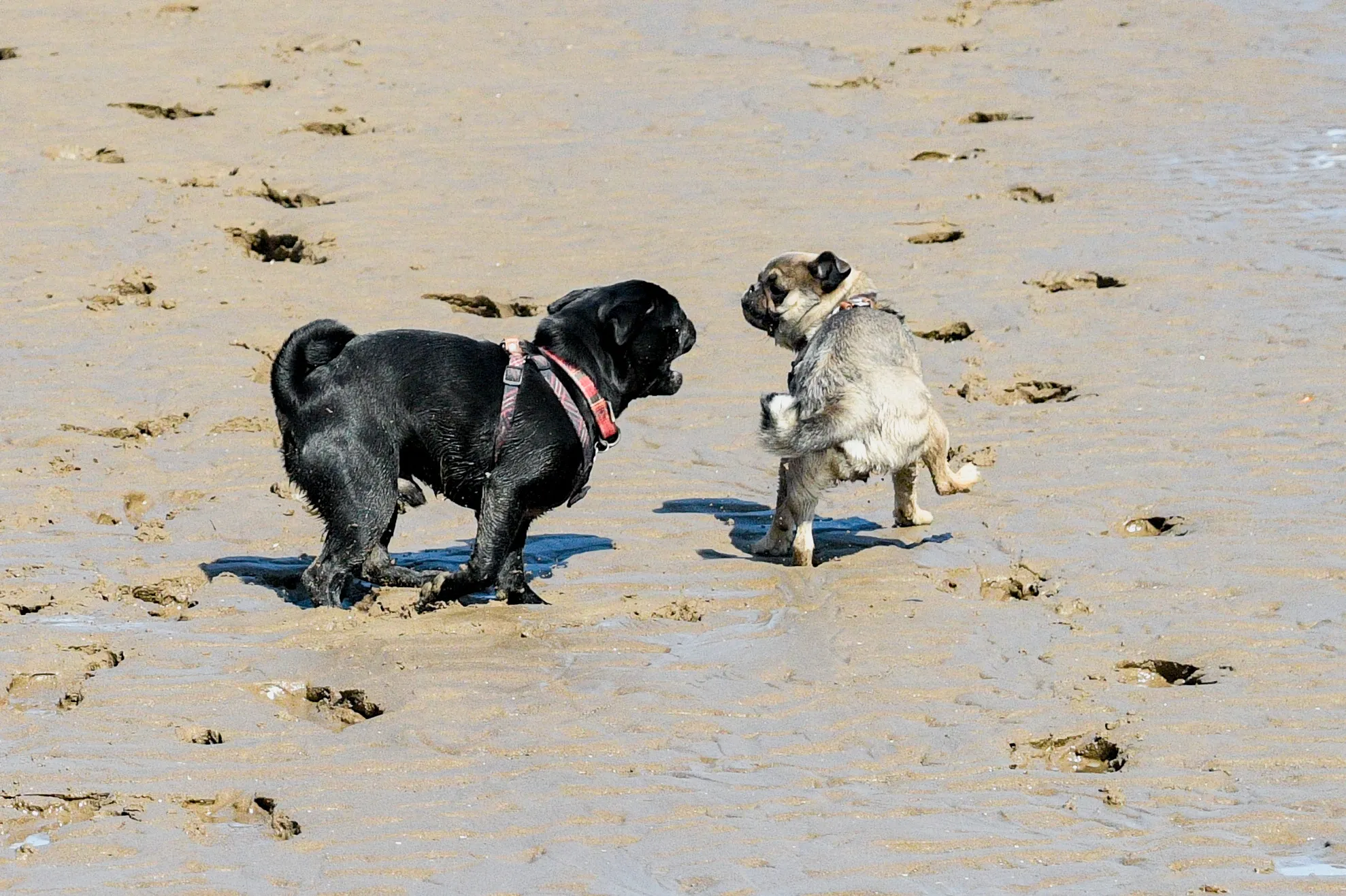 Dogs on a  Beach