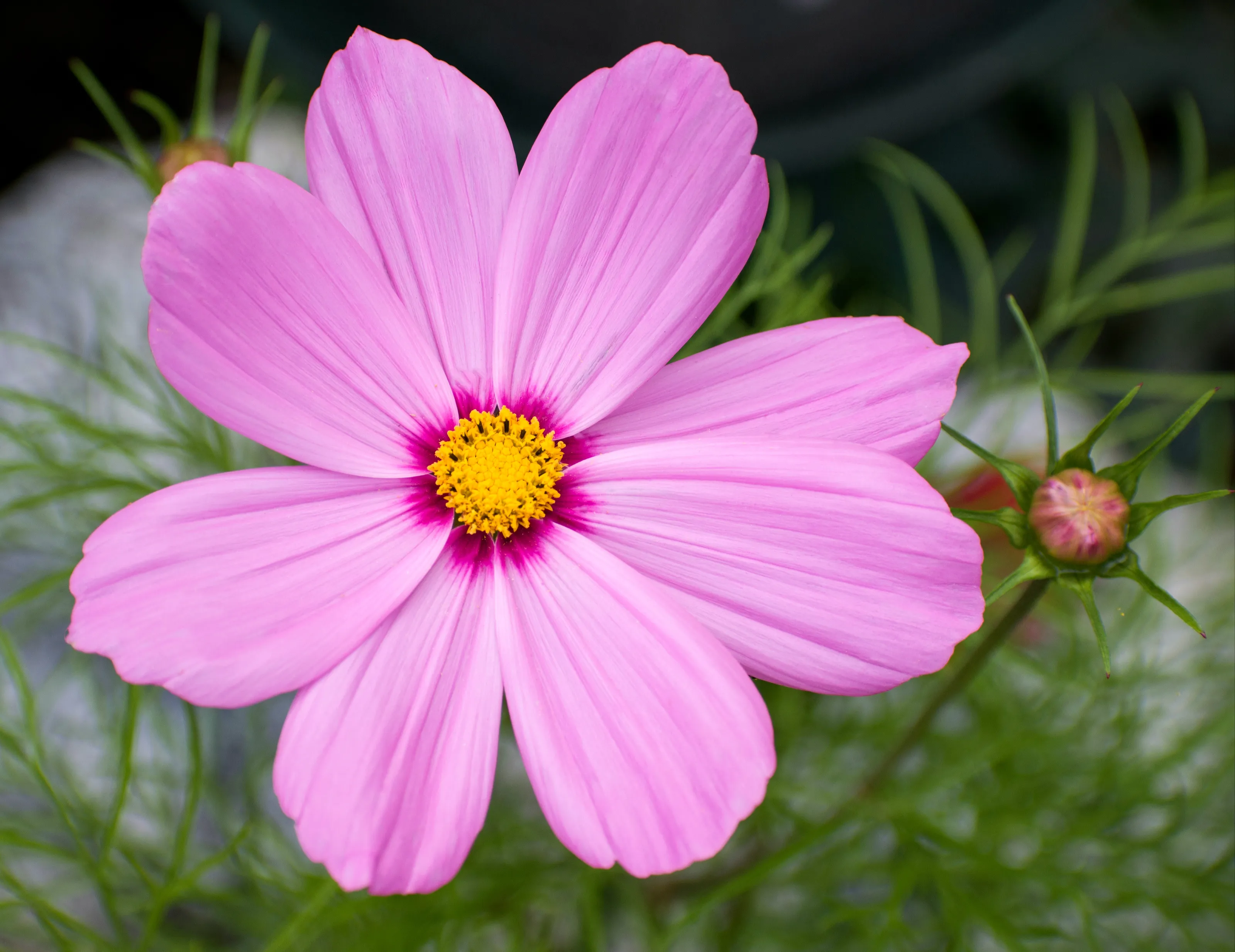 Flowers in Nature (in colour)