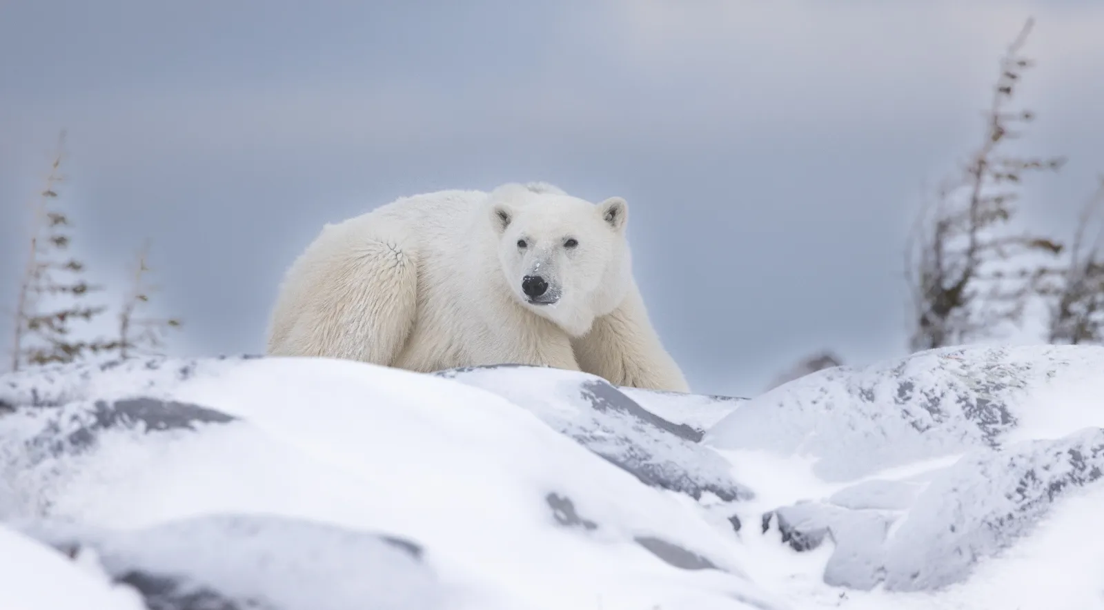 Polar Bears