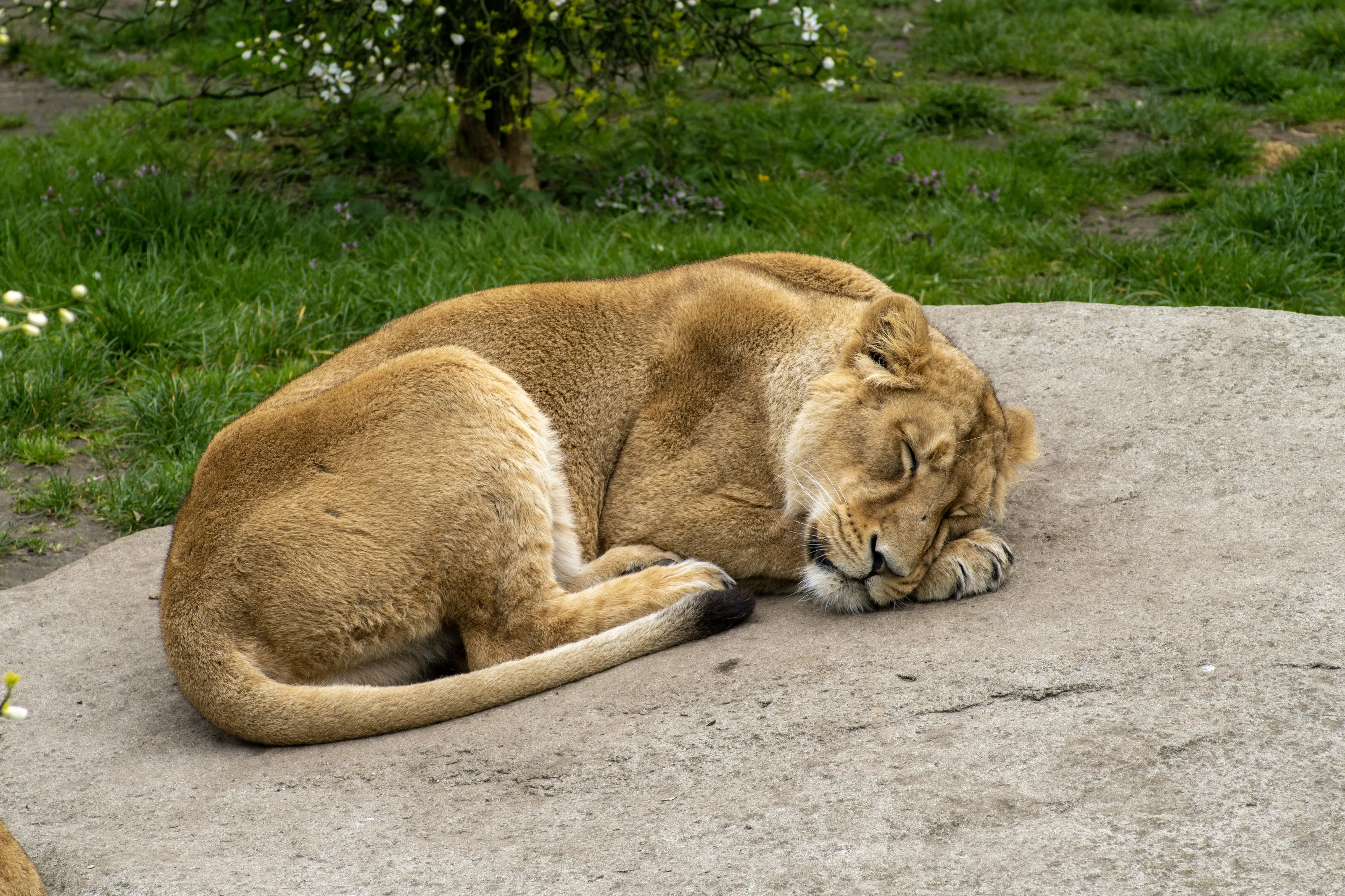 Sleeping Animals