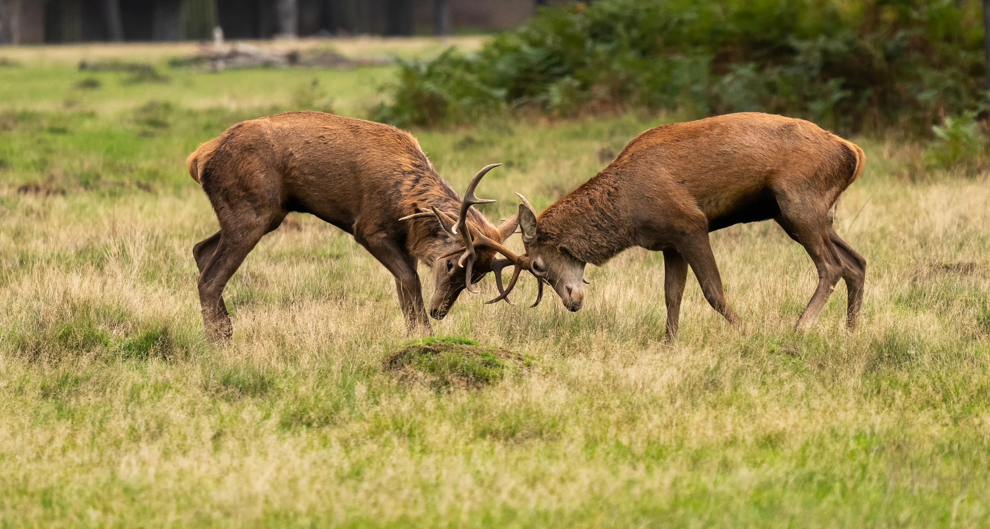 Two Animals Interacting with Each Other