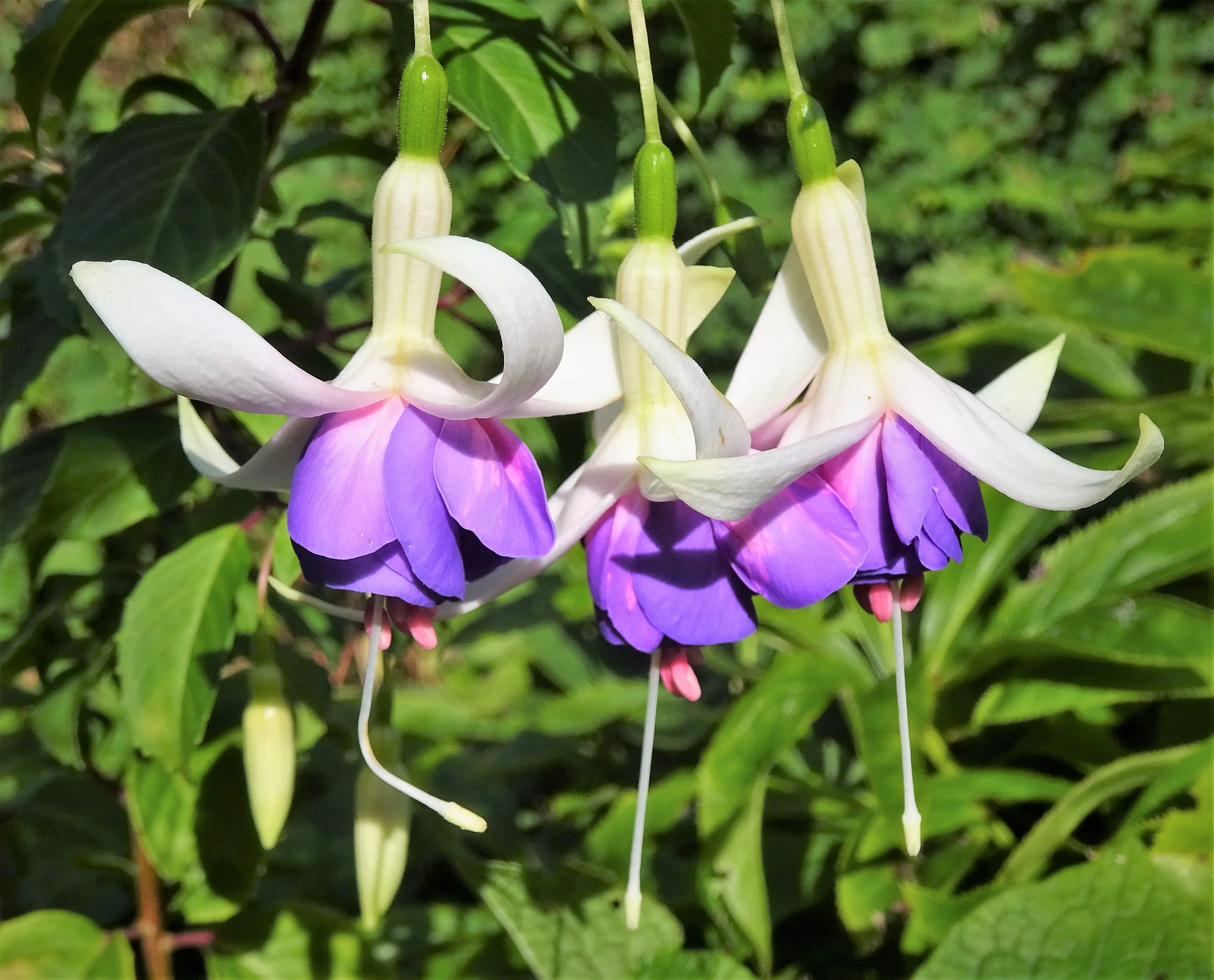 Three flowers (in colour)