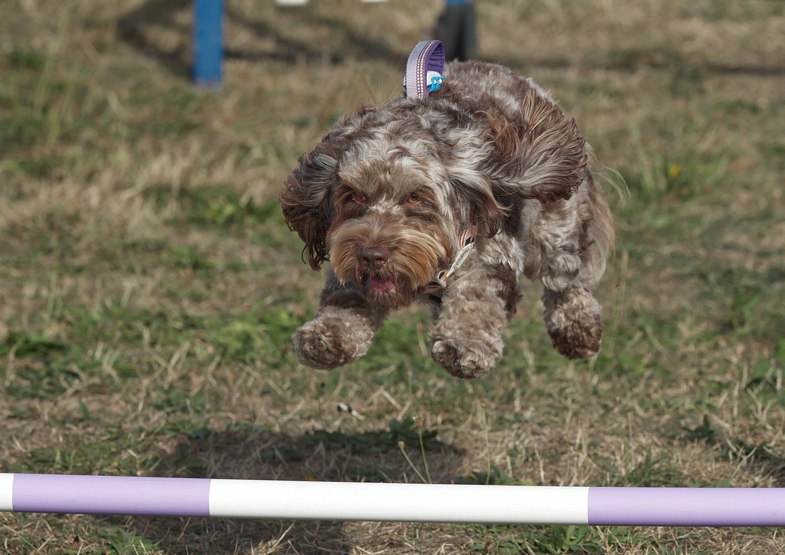 Dogs Jumping with All Four Paws off the Ground
