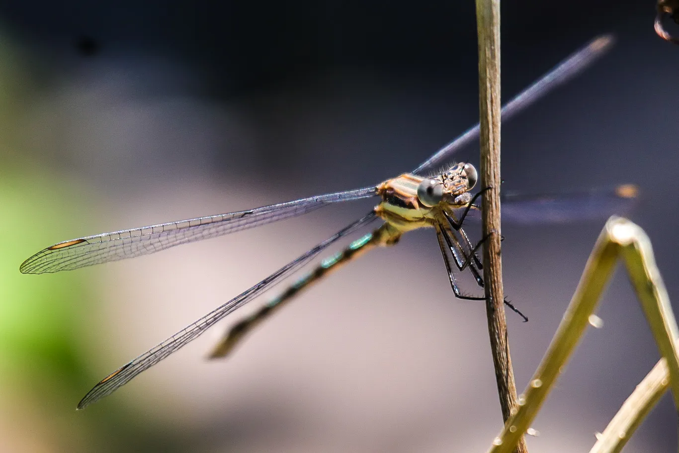 Dragonflies and Damselflies