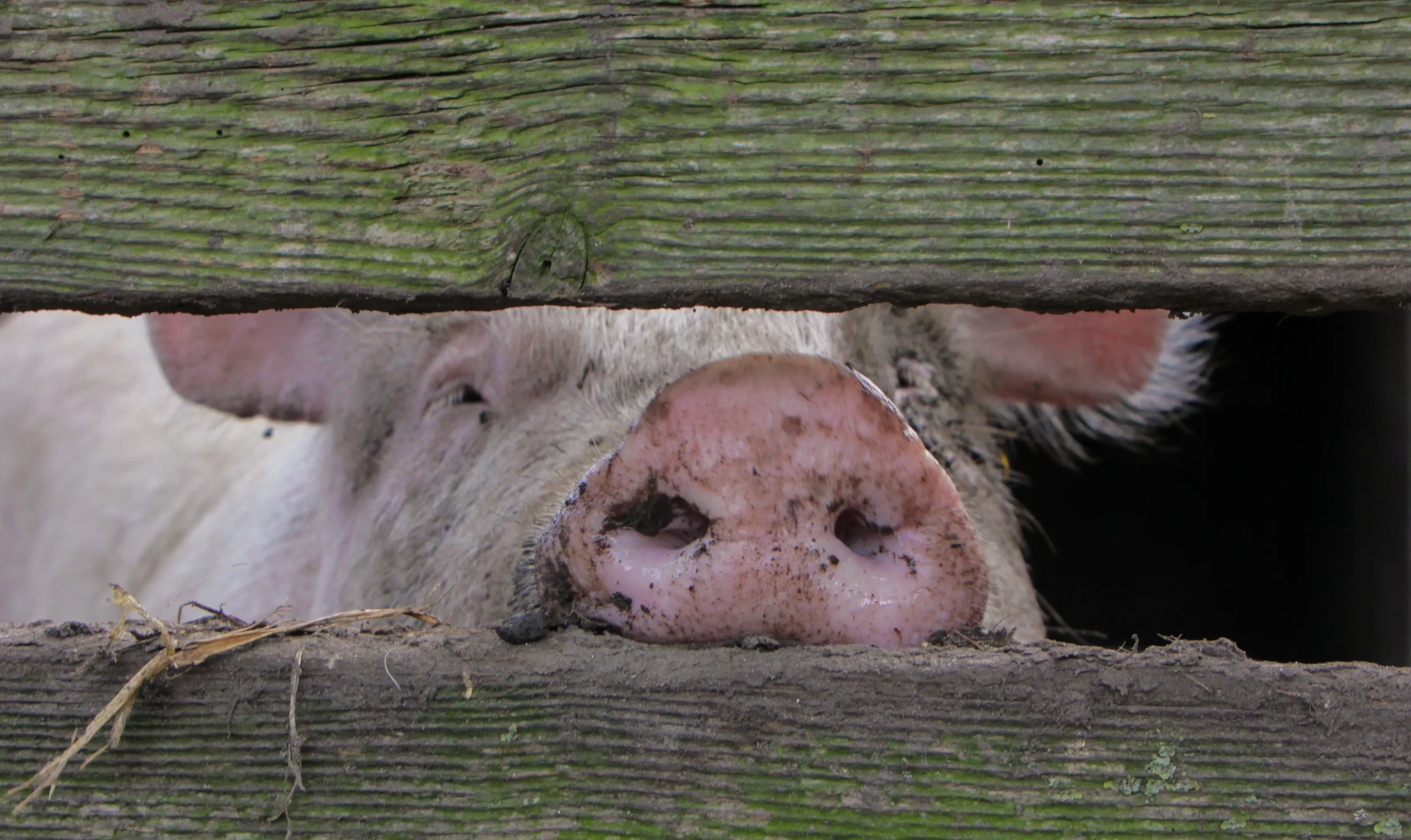 Pigs