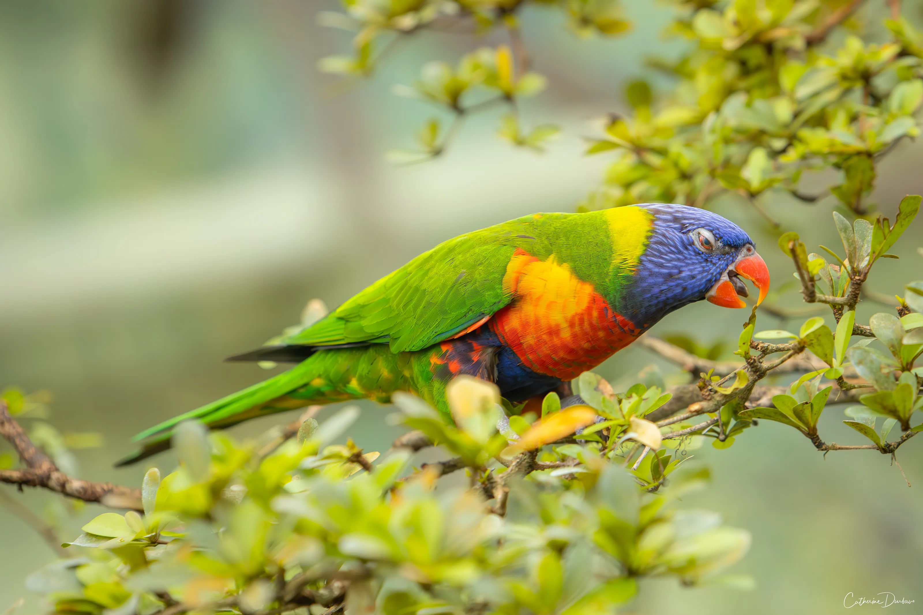 Colourful Birds in the Wild (in colour)