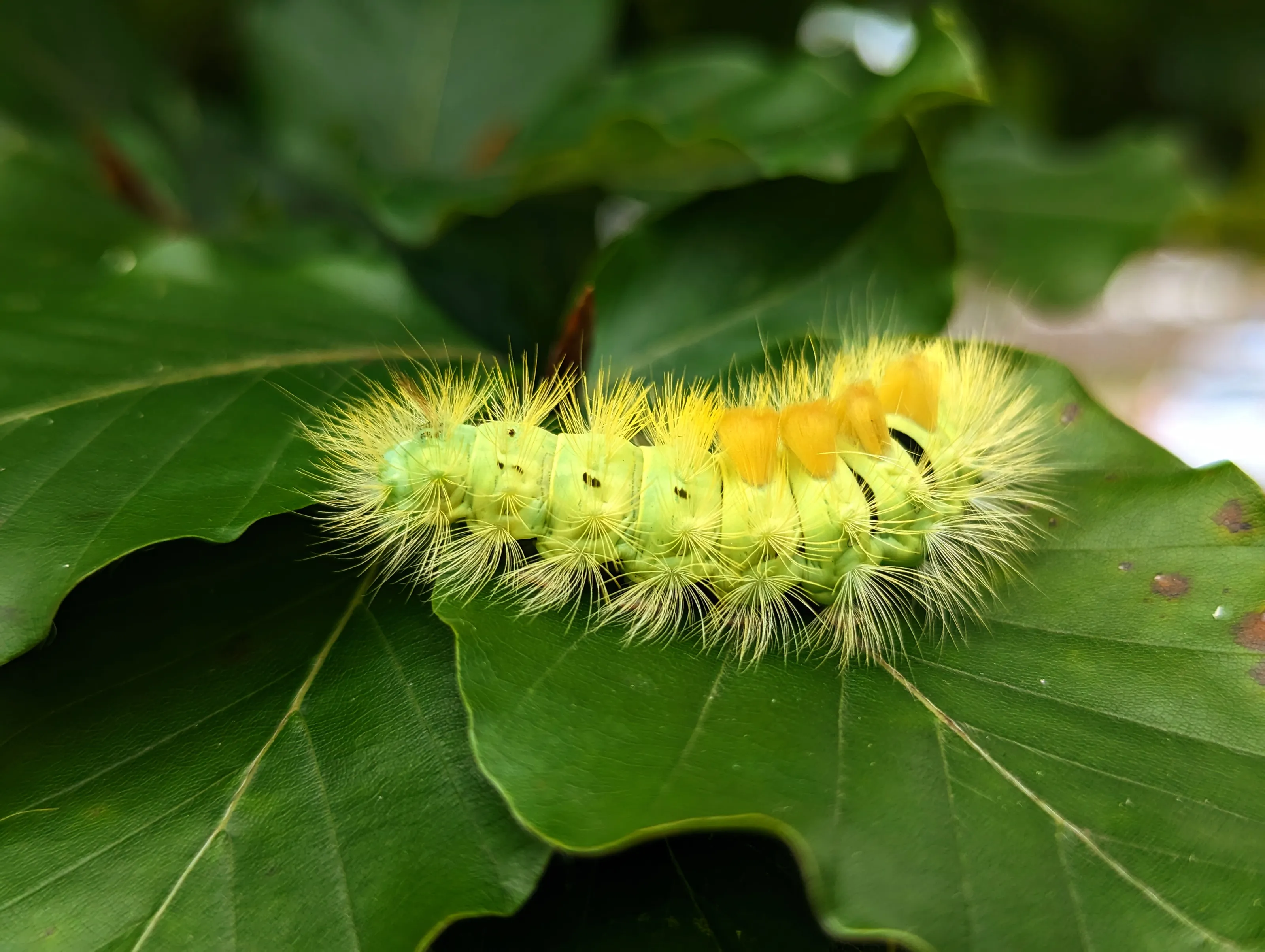 Caterpillars (in colour)