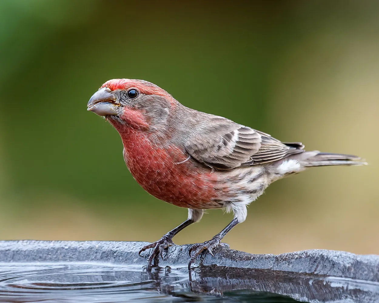 Finches