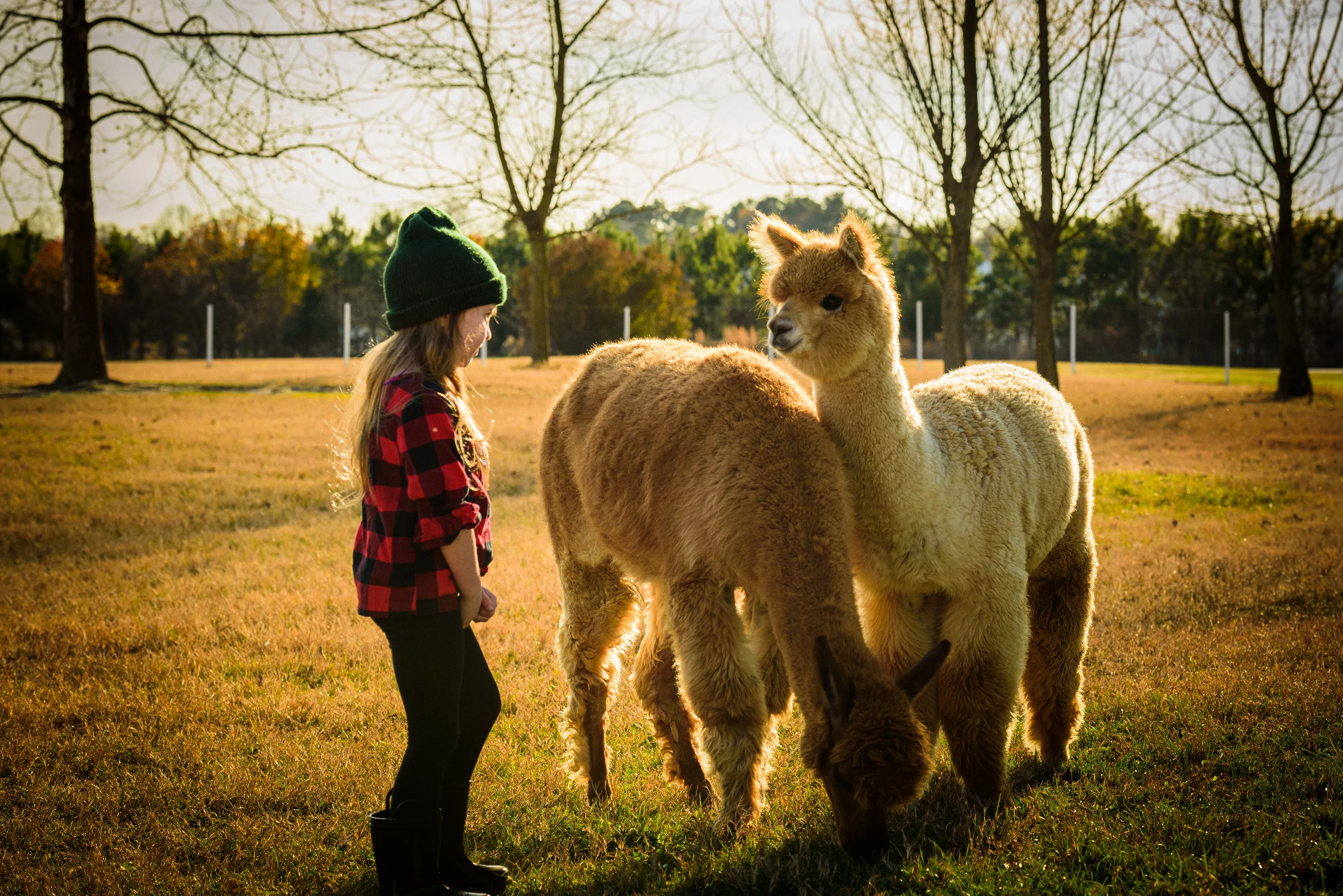Children and Animals