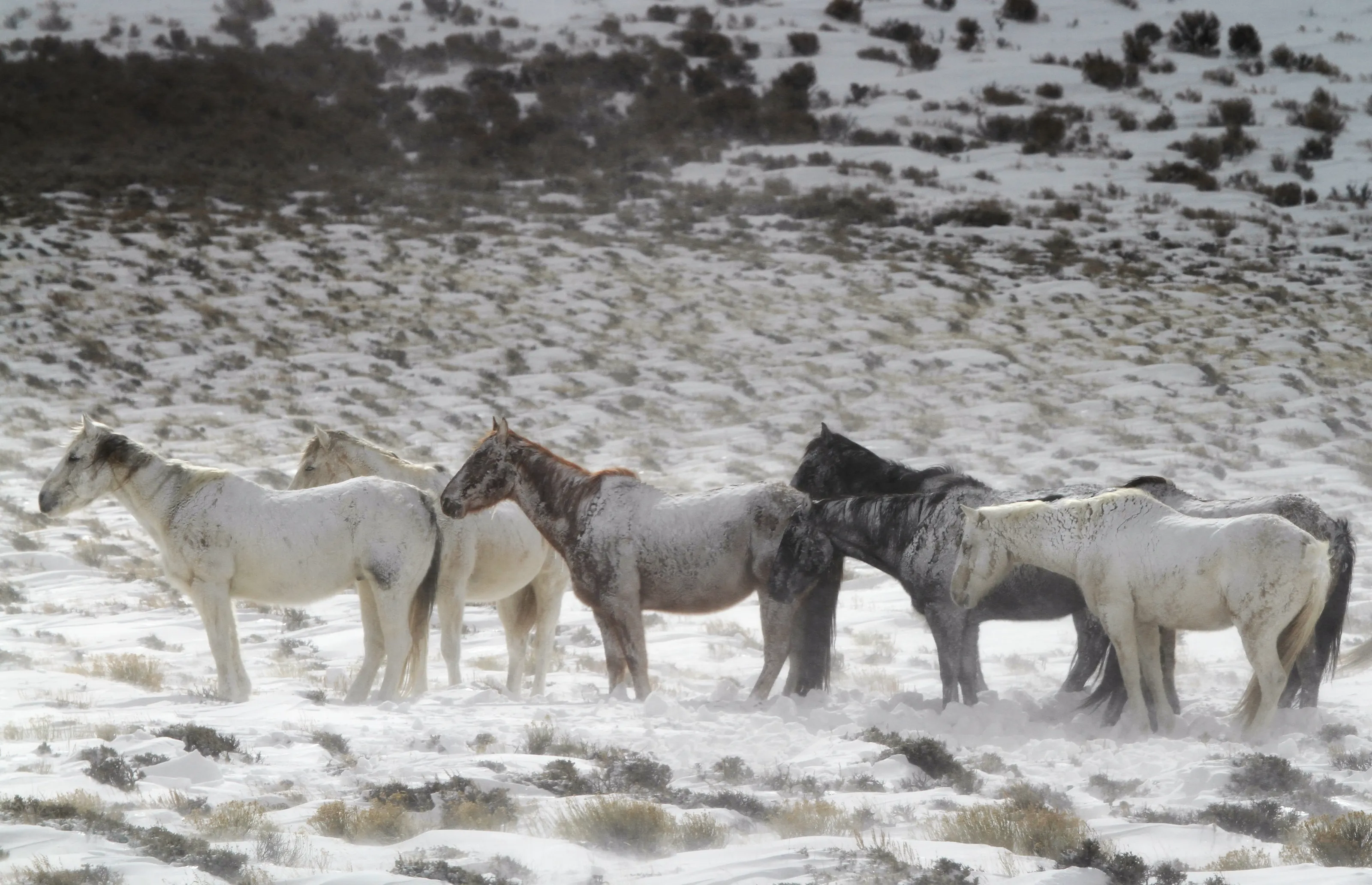 Animals in Snow