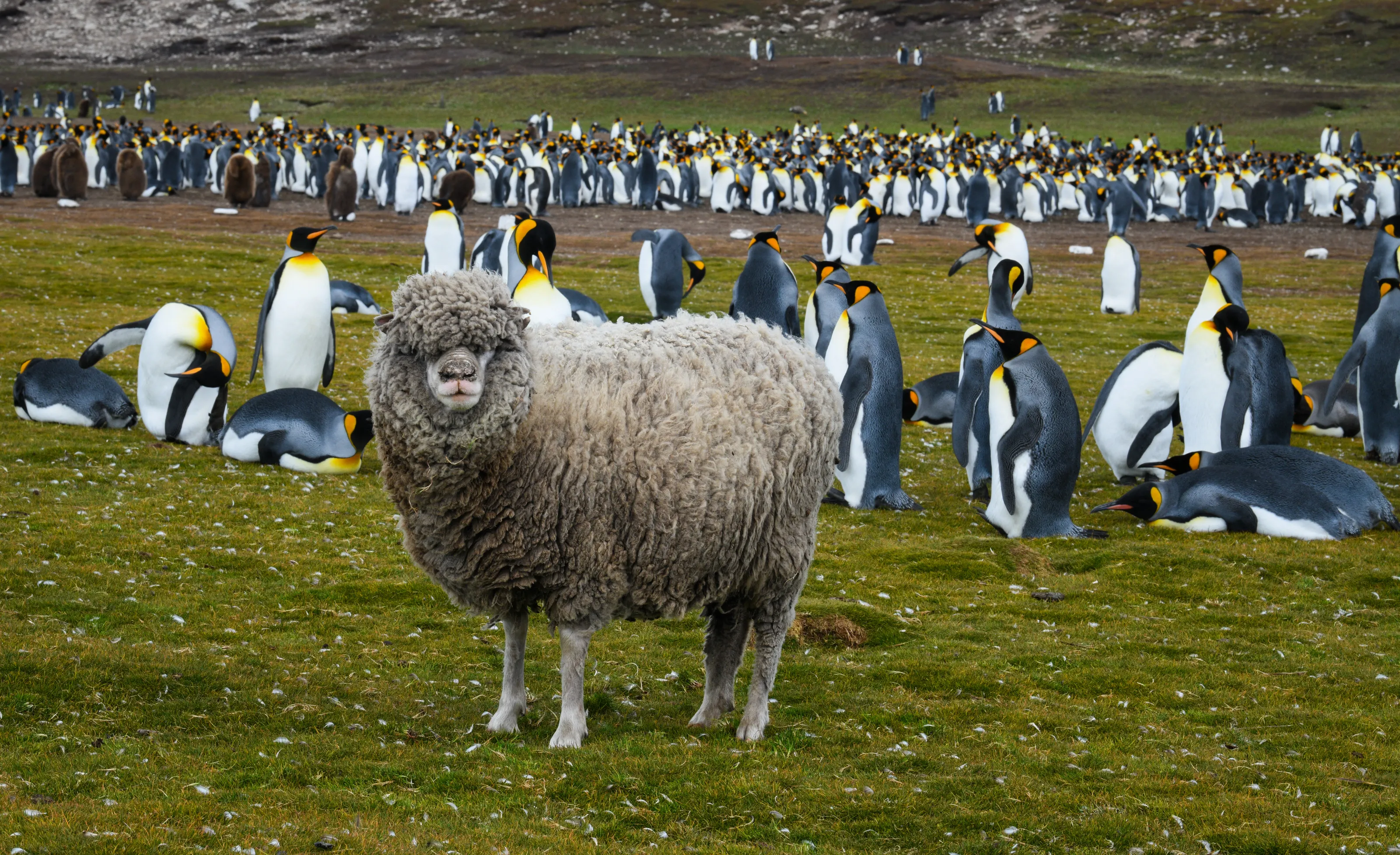 Several Species of Animals Together (in colour)