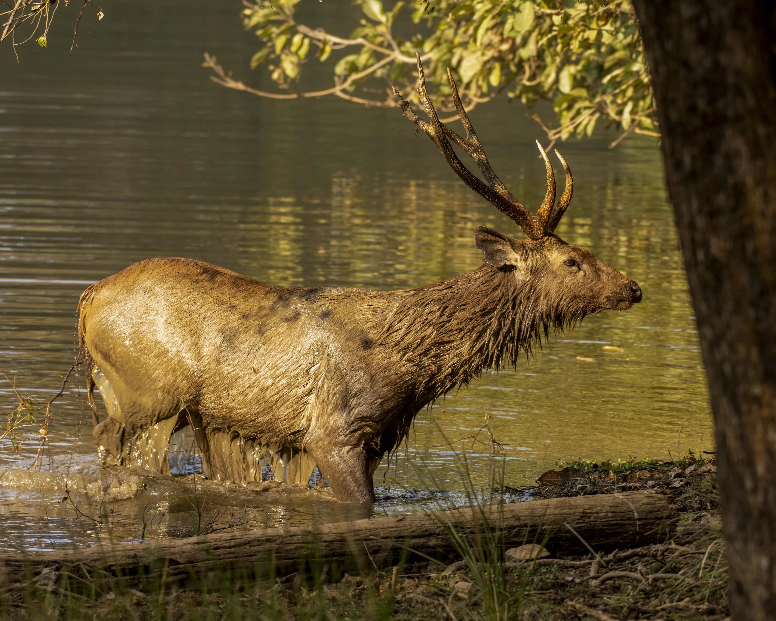 Deer in the Wild (in colour)