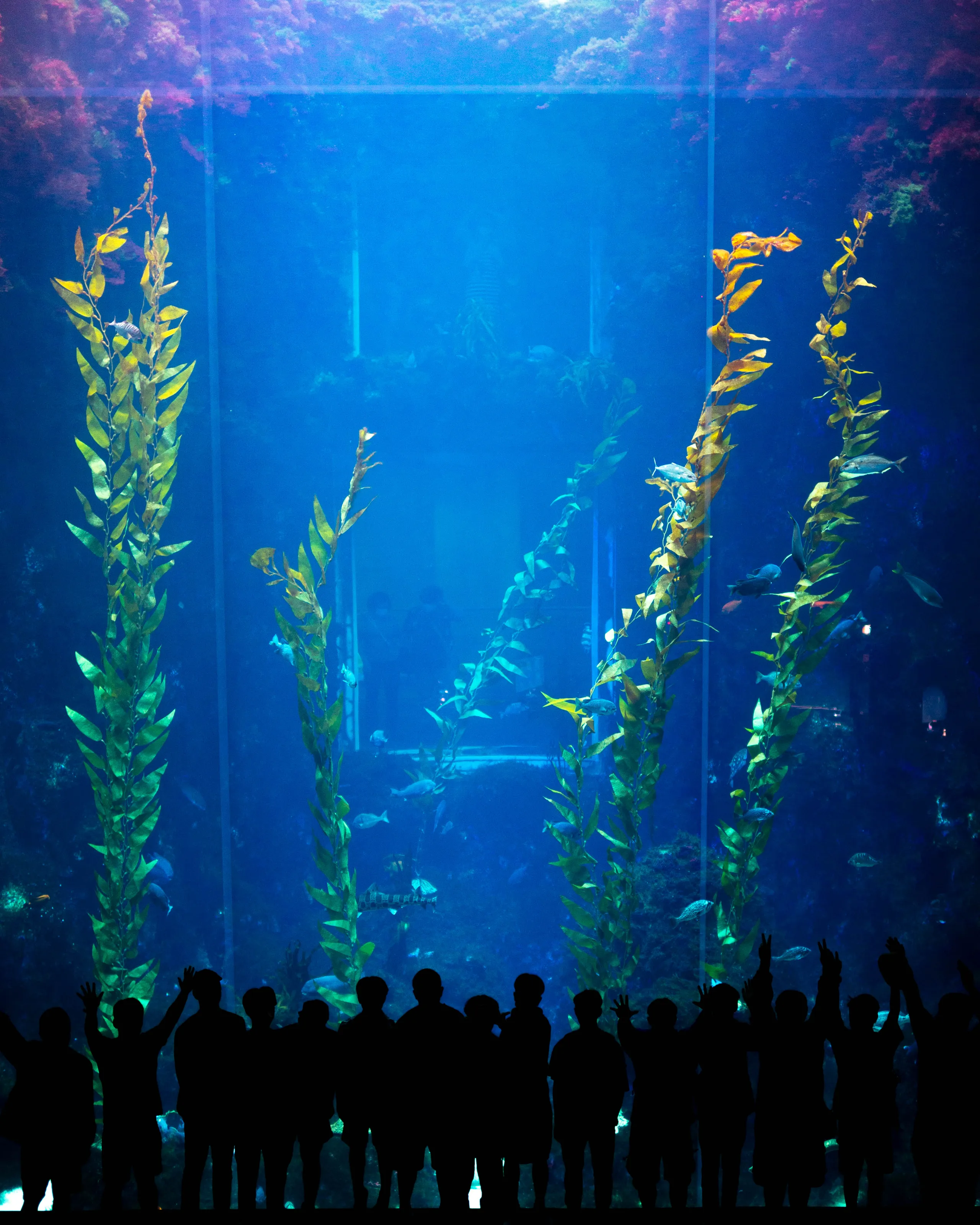 Kelp and Other Seaweeds