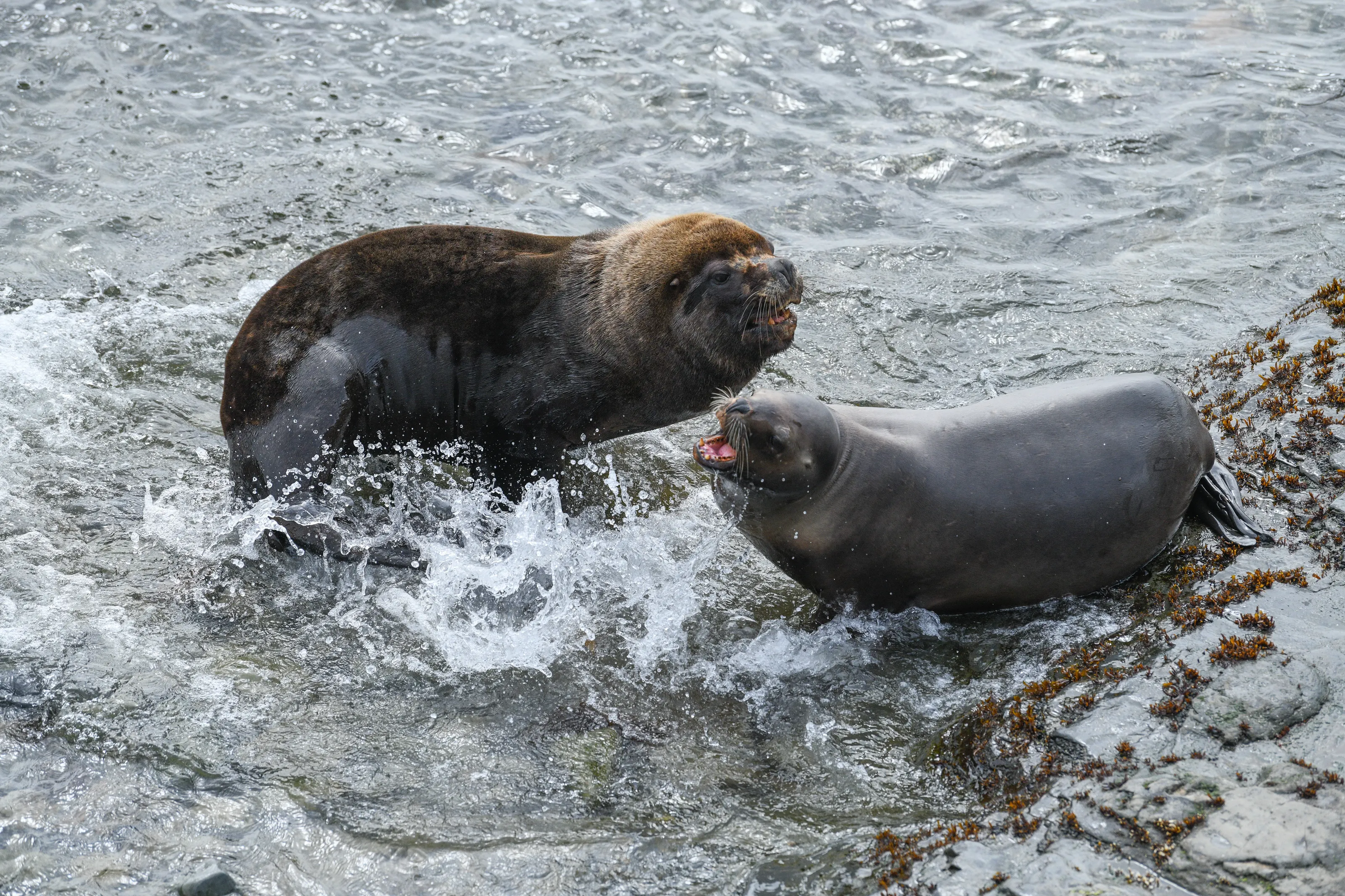 Marine Mammals