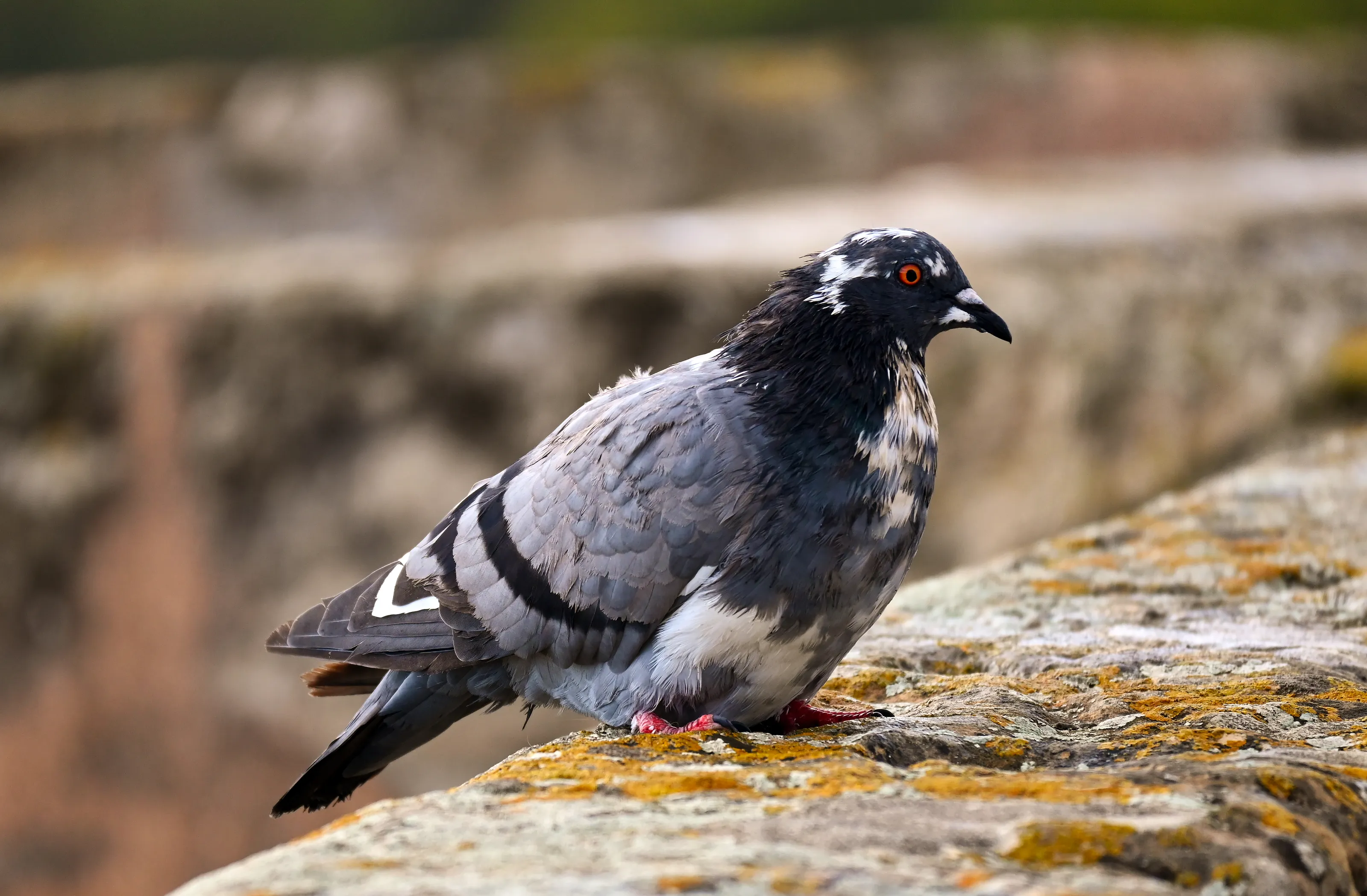 Pigeons and Doves