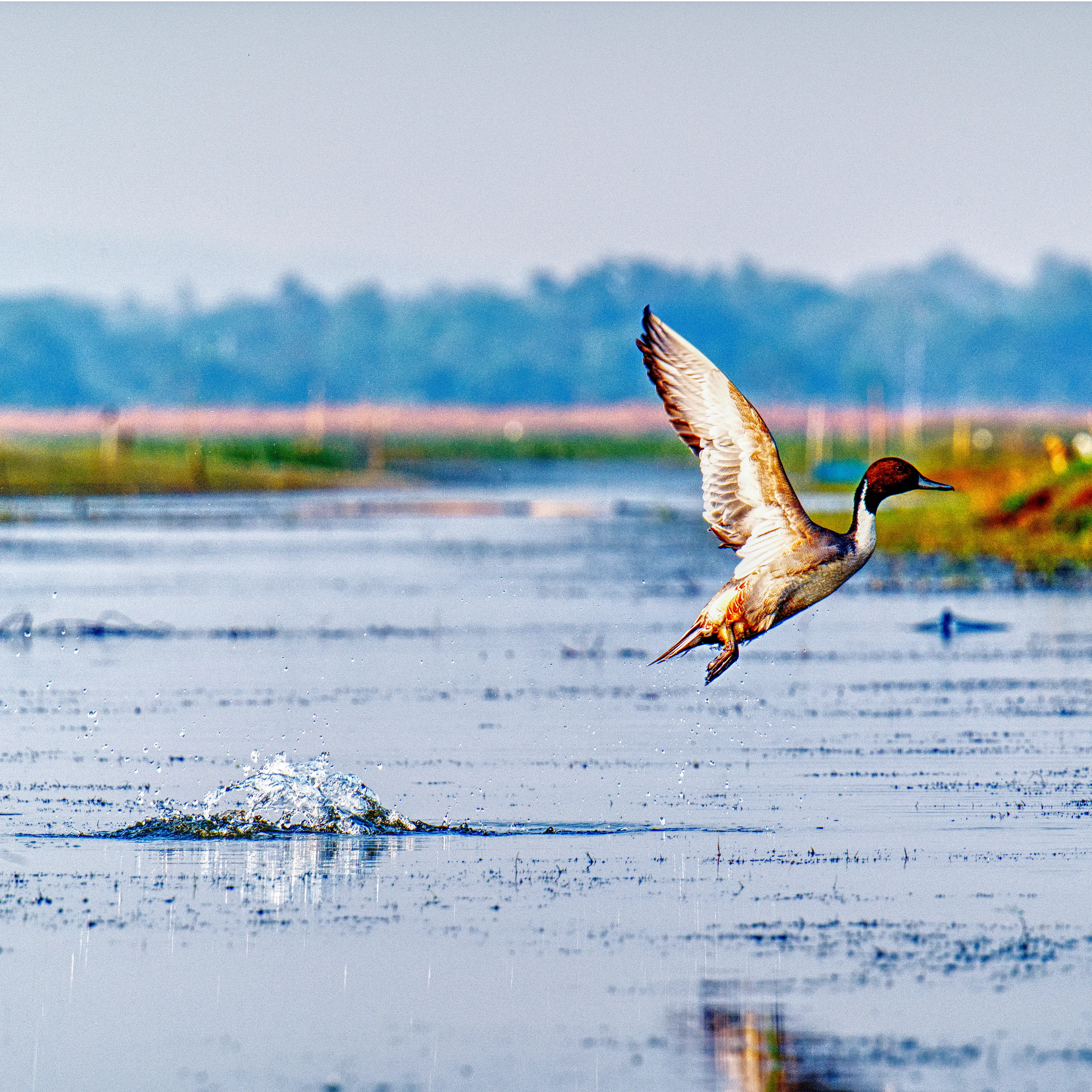 Ducks, Swans and Geese Out of Water