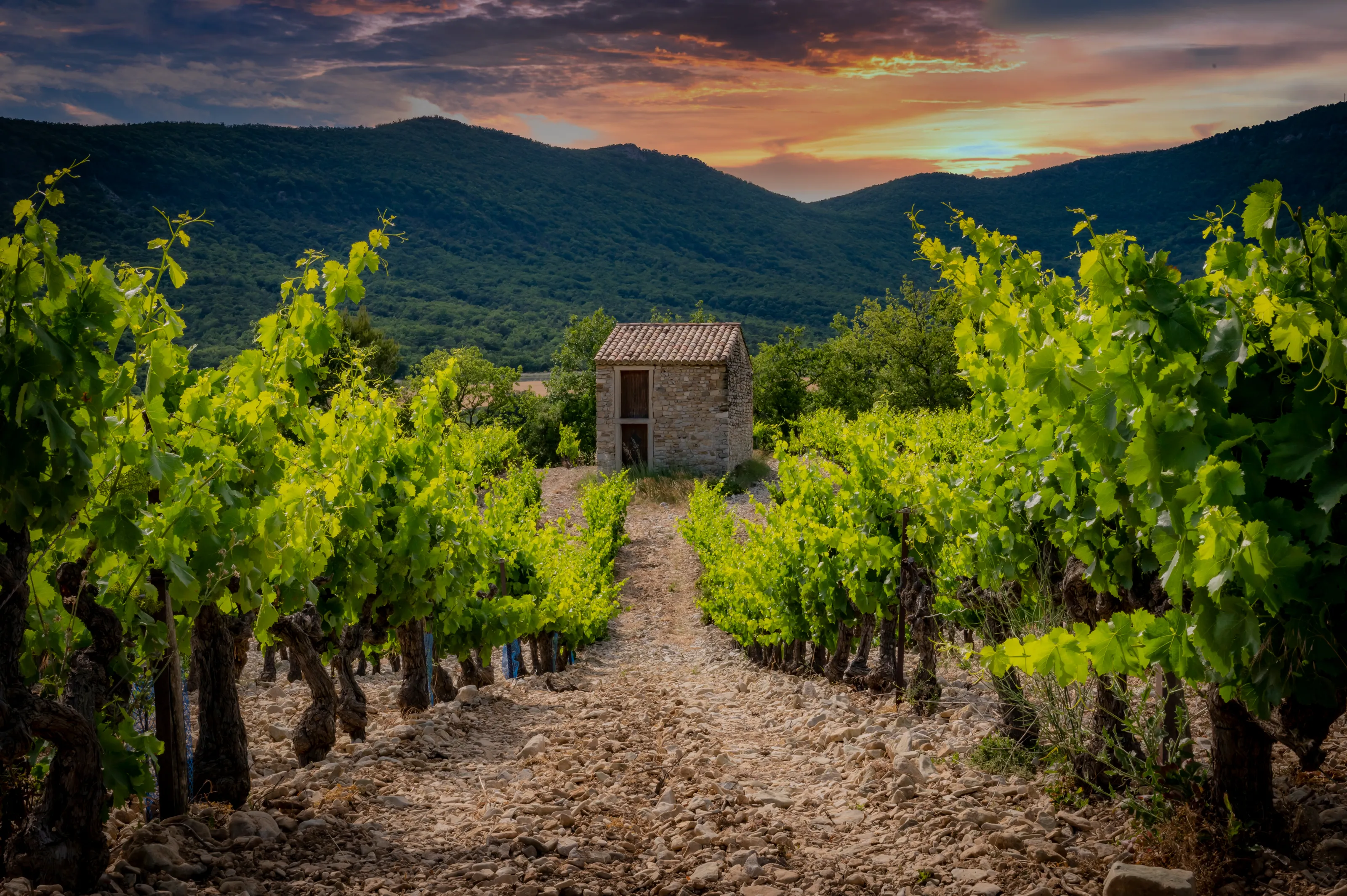 Vineyards (in colour)
