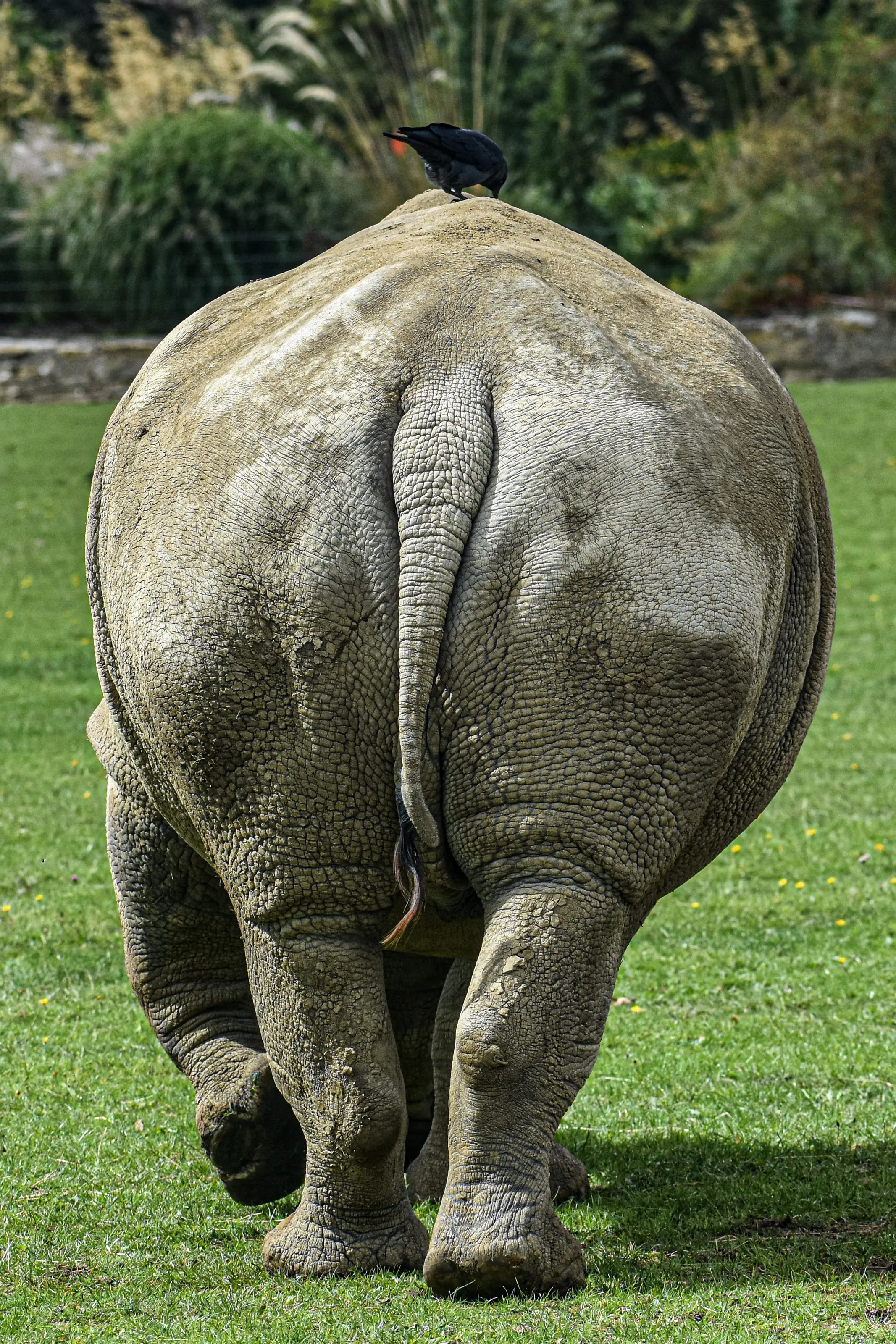 Animals From Behind