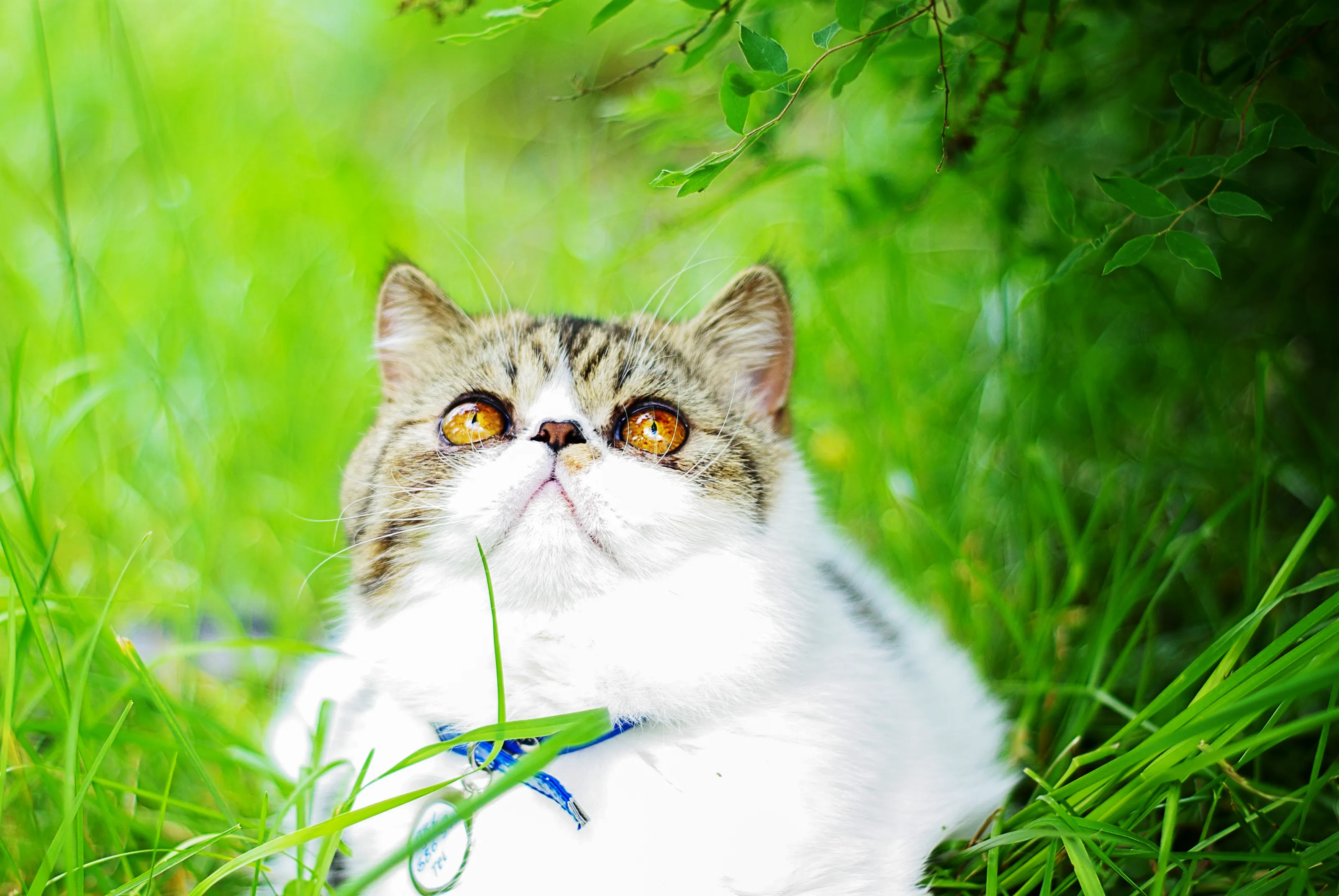 Portraits of Fluffy Pets