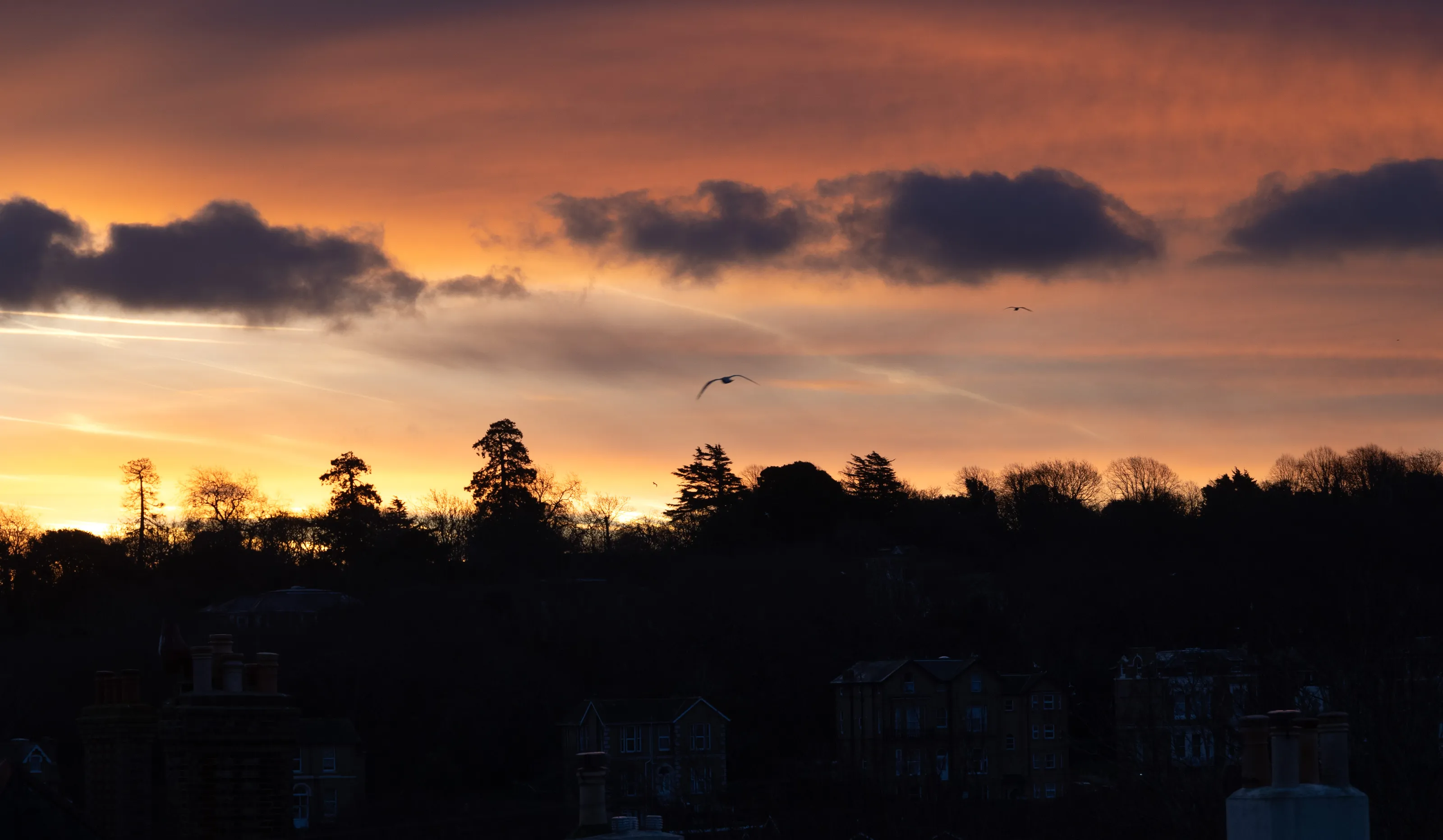 A Row of Trees on the Skyline