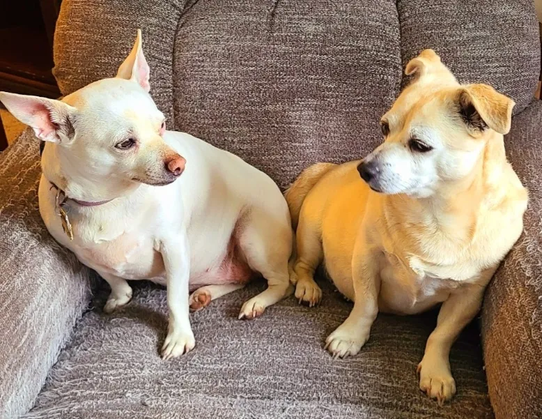 Two Animals Looking At Each Other