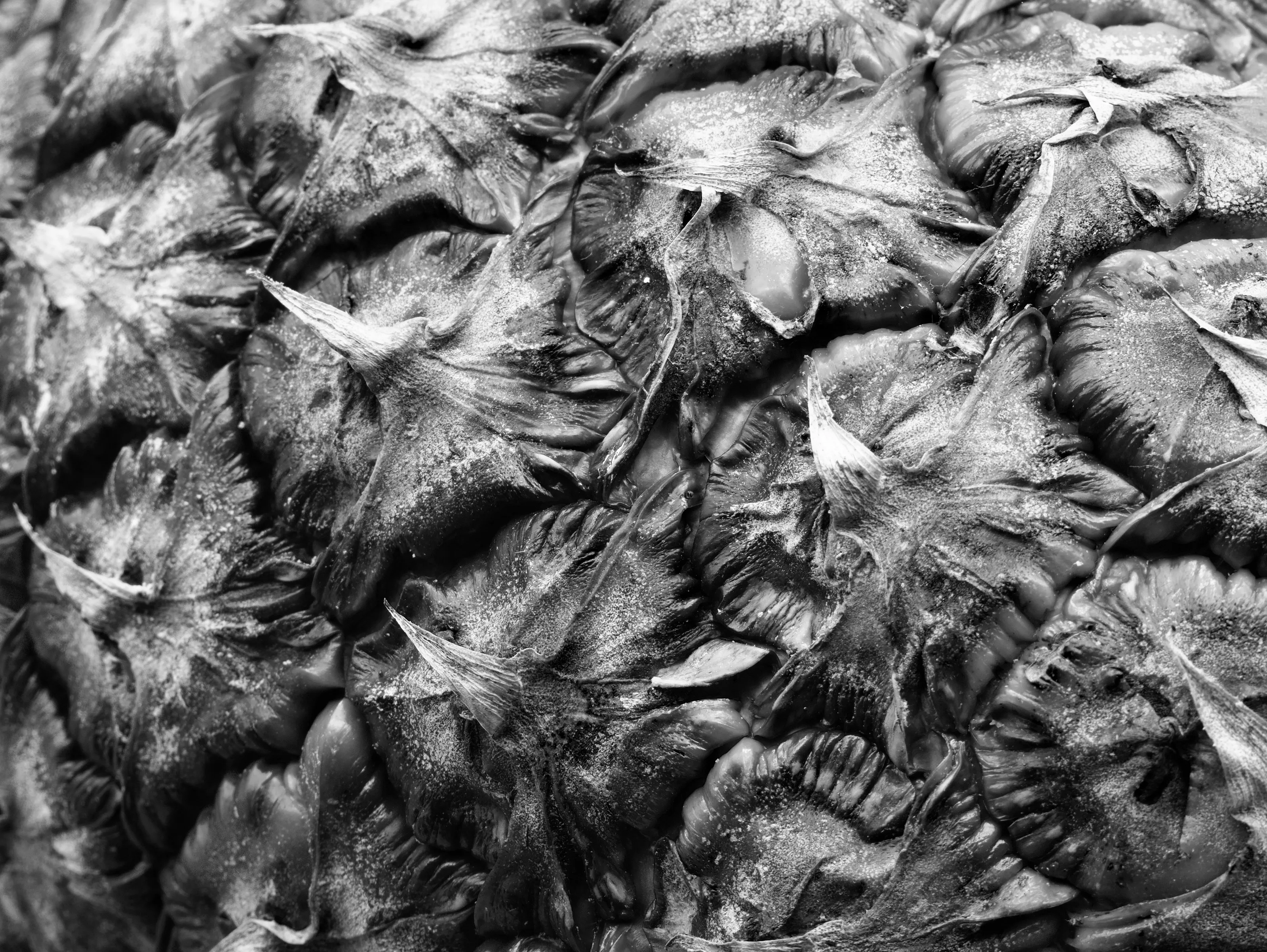 Macro in Black and White