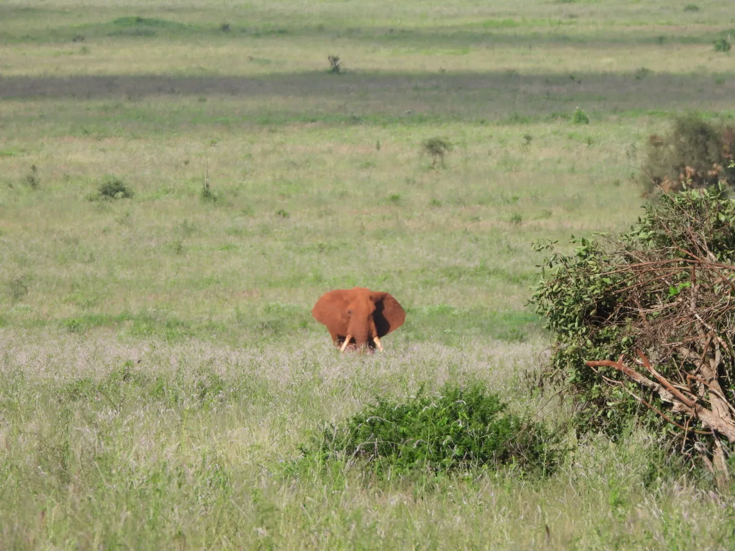 Wild Animals
