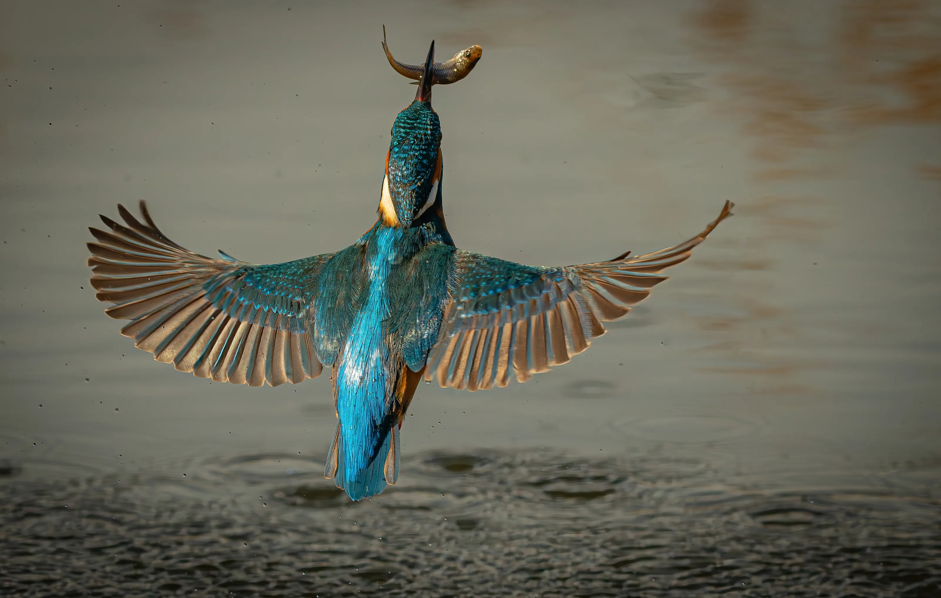 Birds in Flight