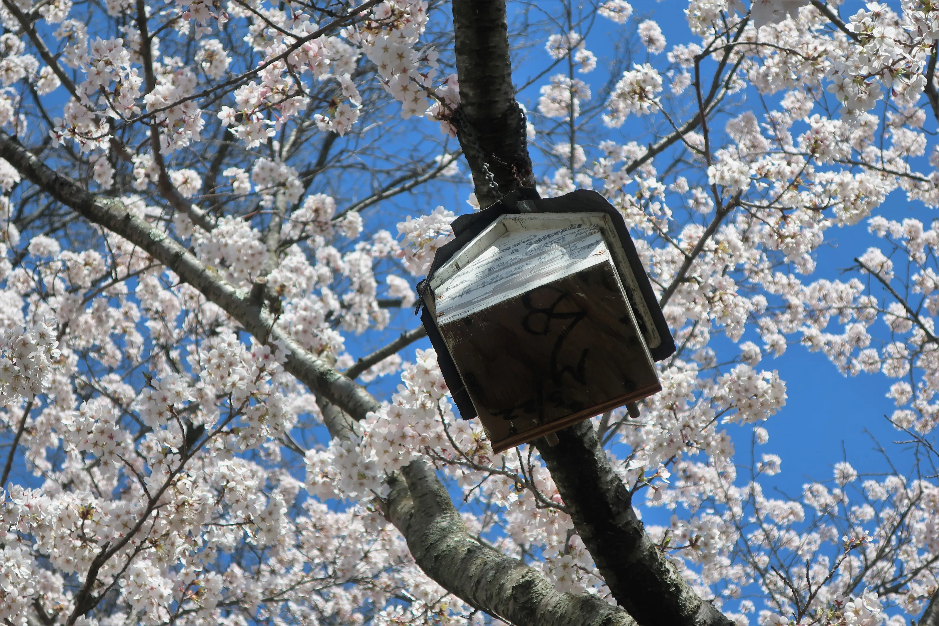 In a Tree