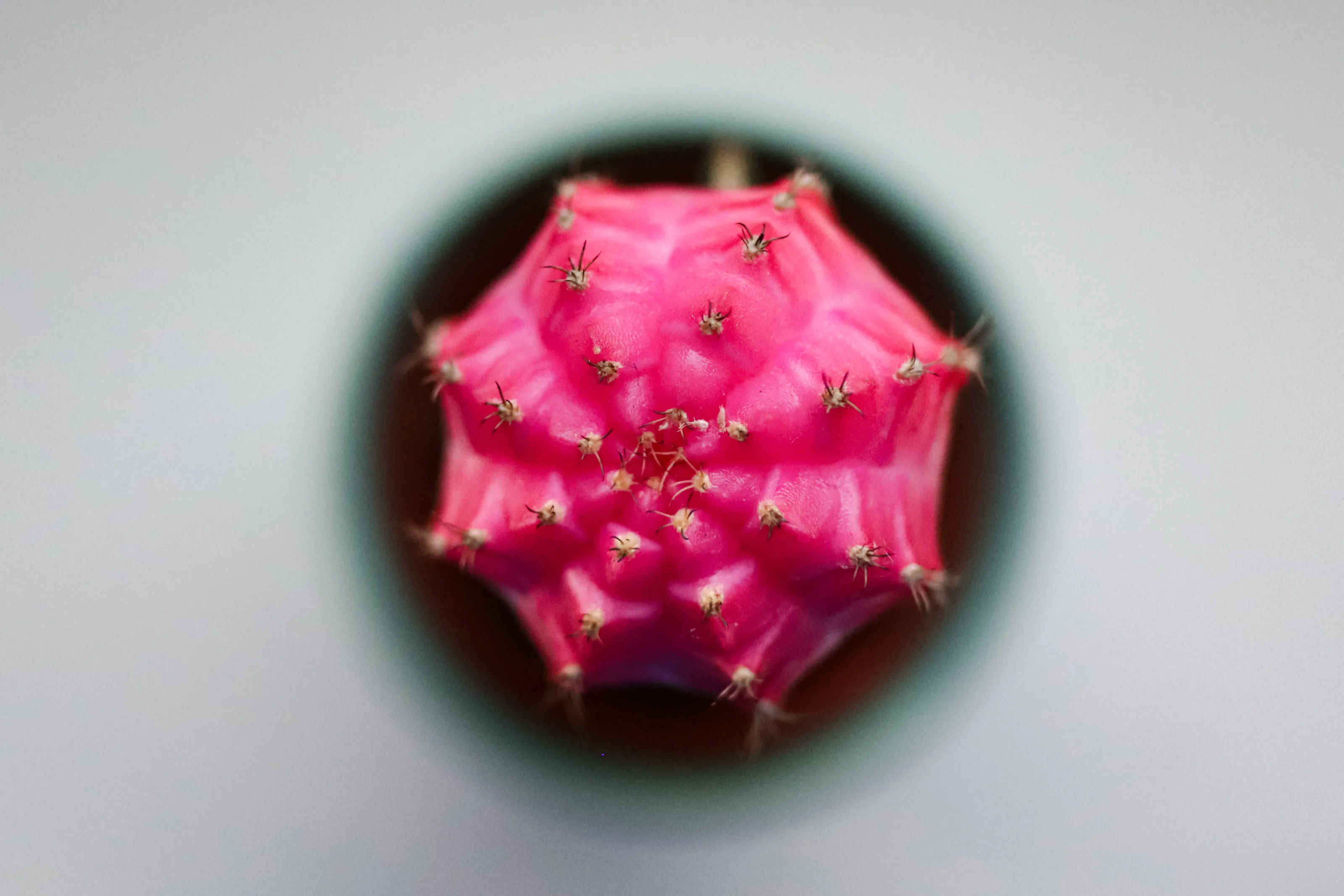 Plant Life Details