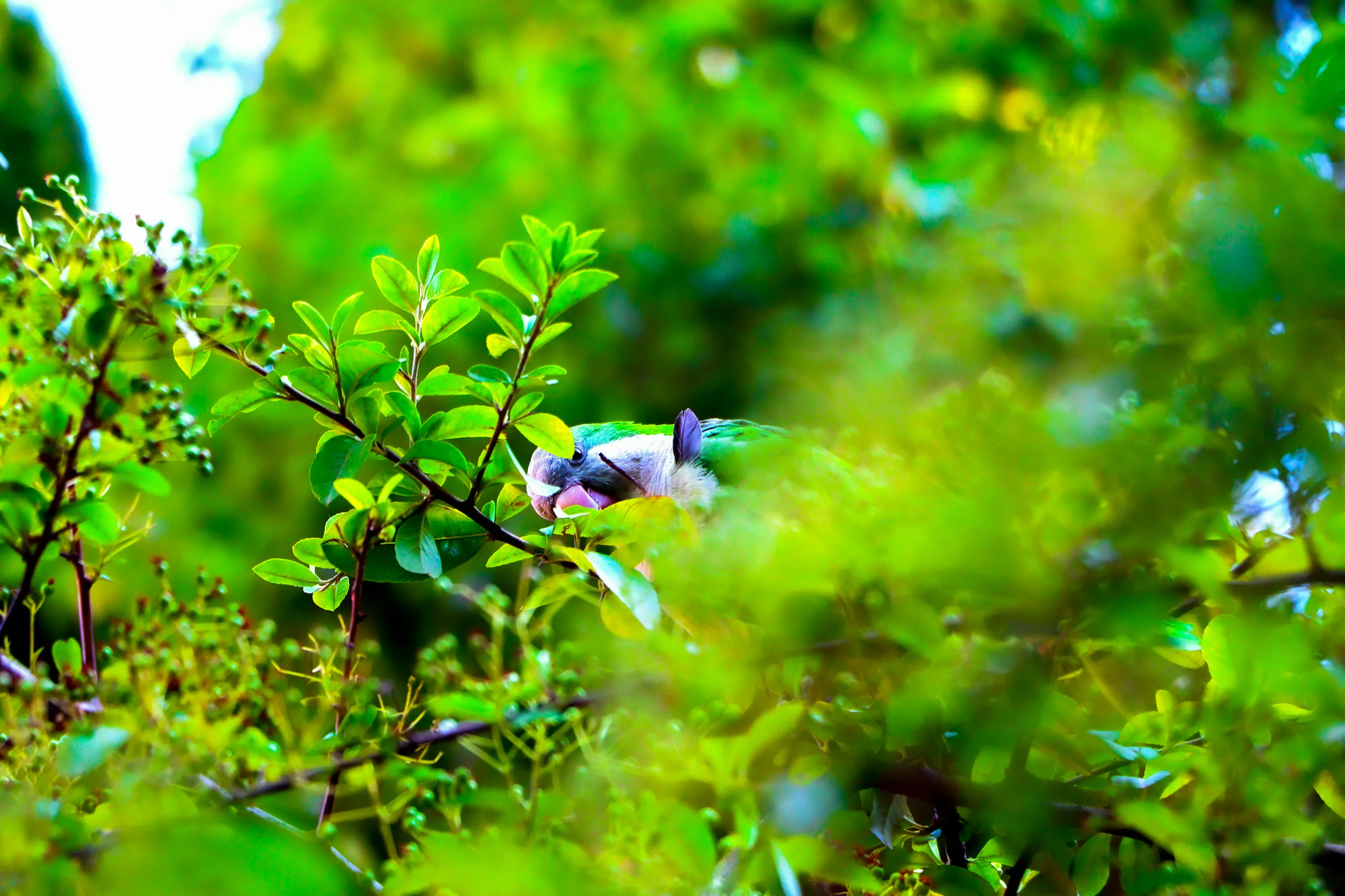 One Colour