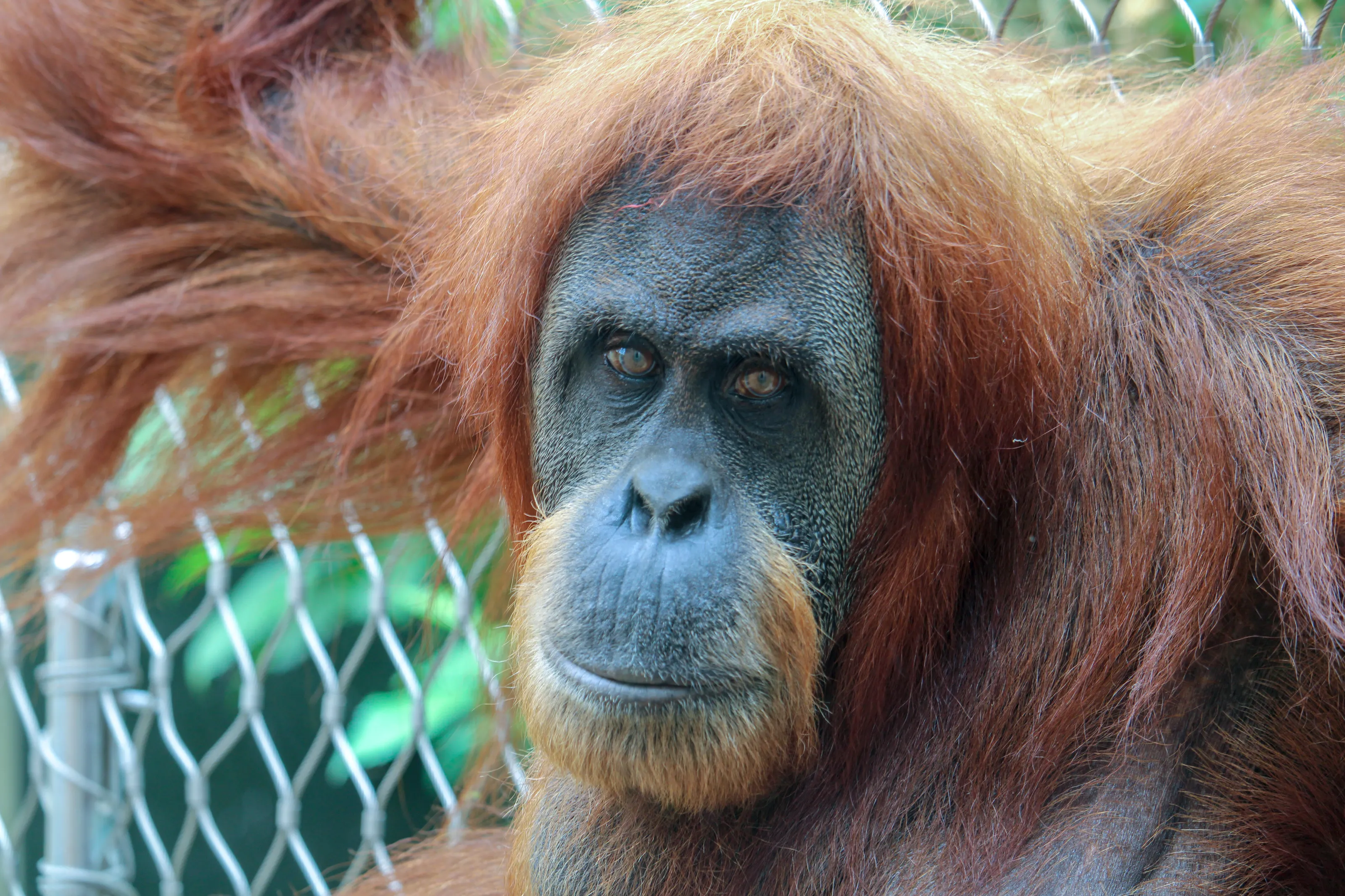 Orangutans