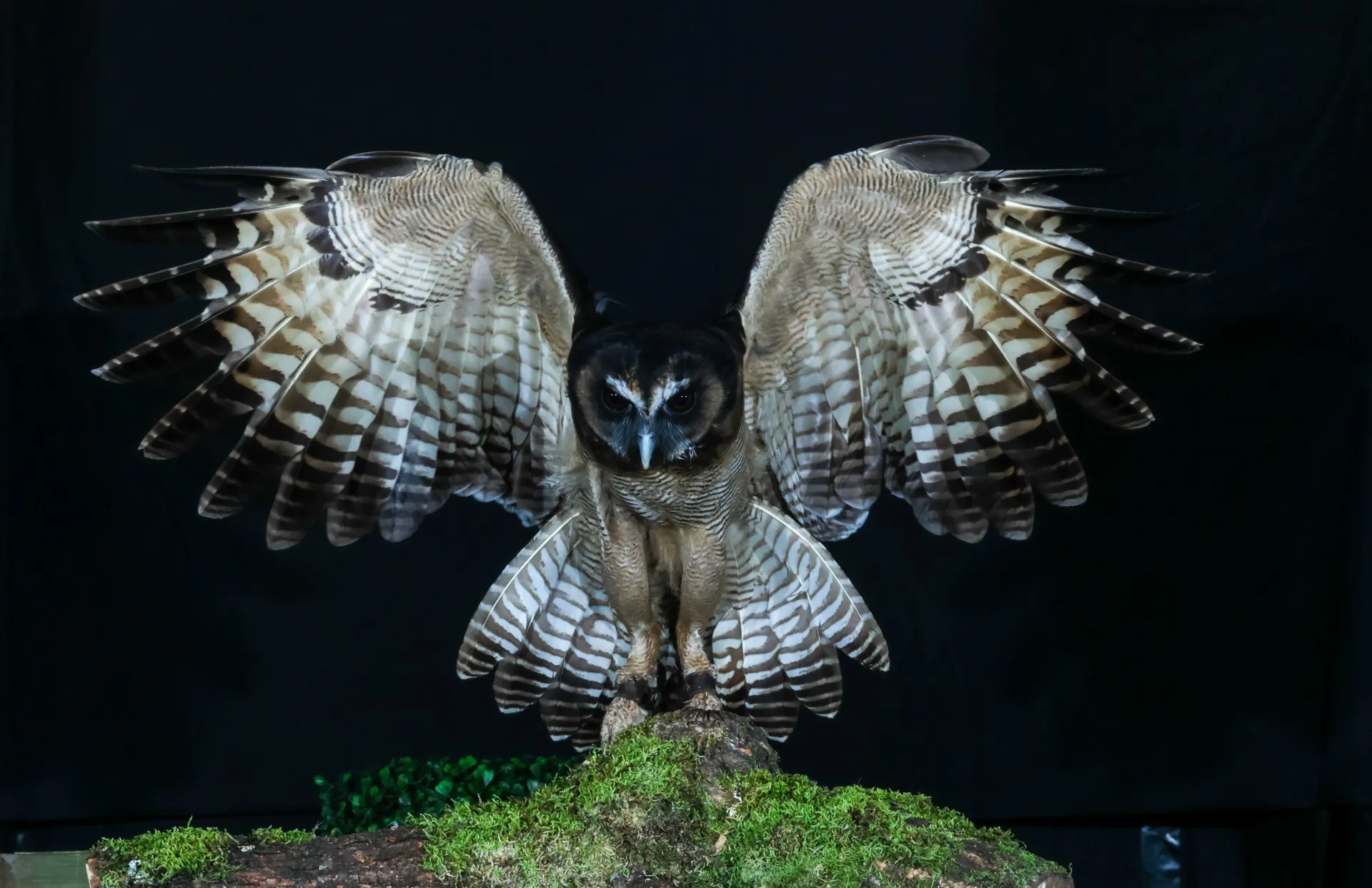 Eagles and Owls
