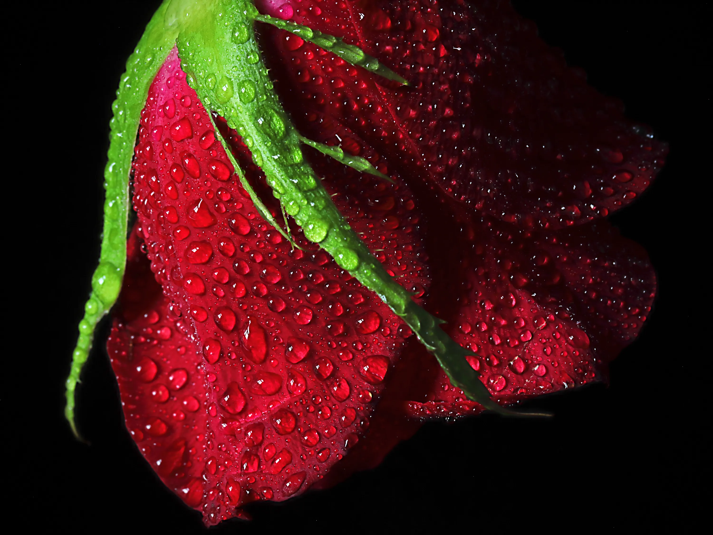 Red Roses (in colour)
