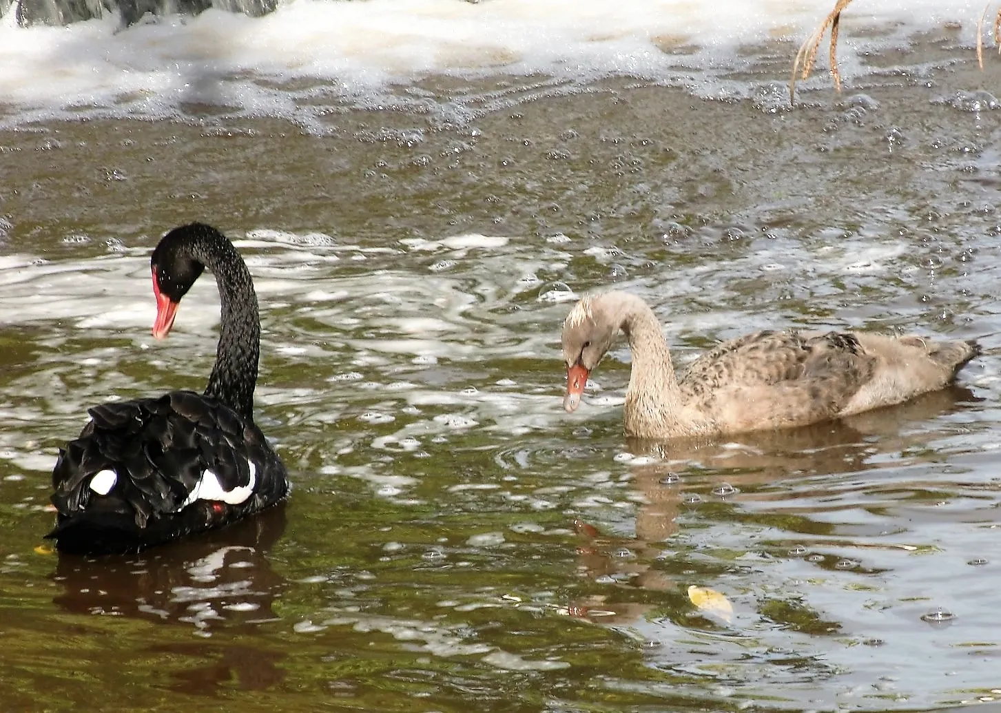 Two of a Kind - People or Animals Only