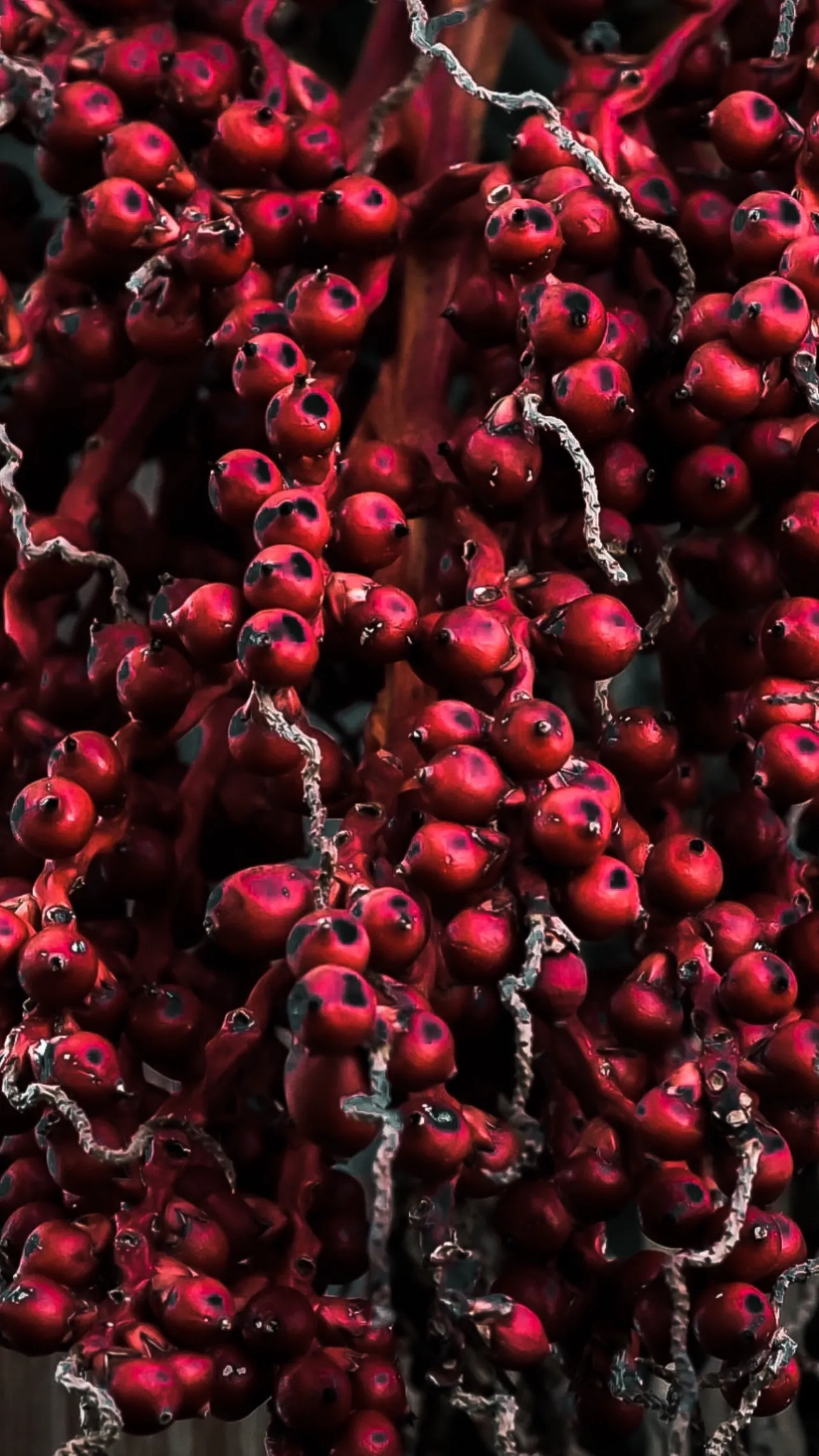 The Colour Red
