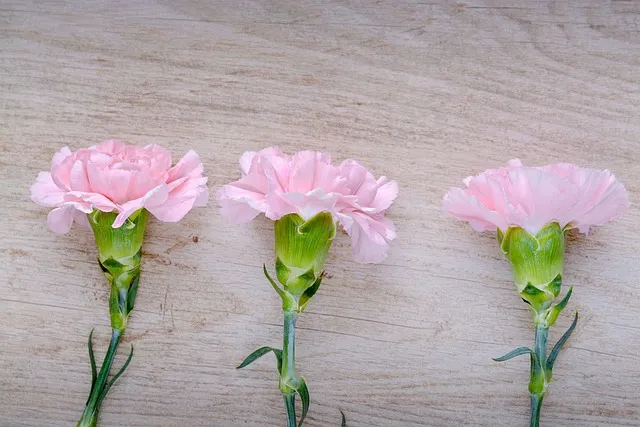 Carnations