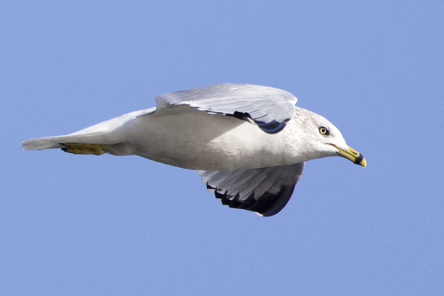 A Single Seagull