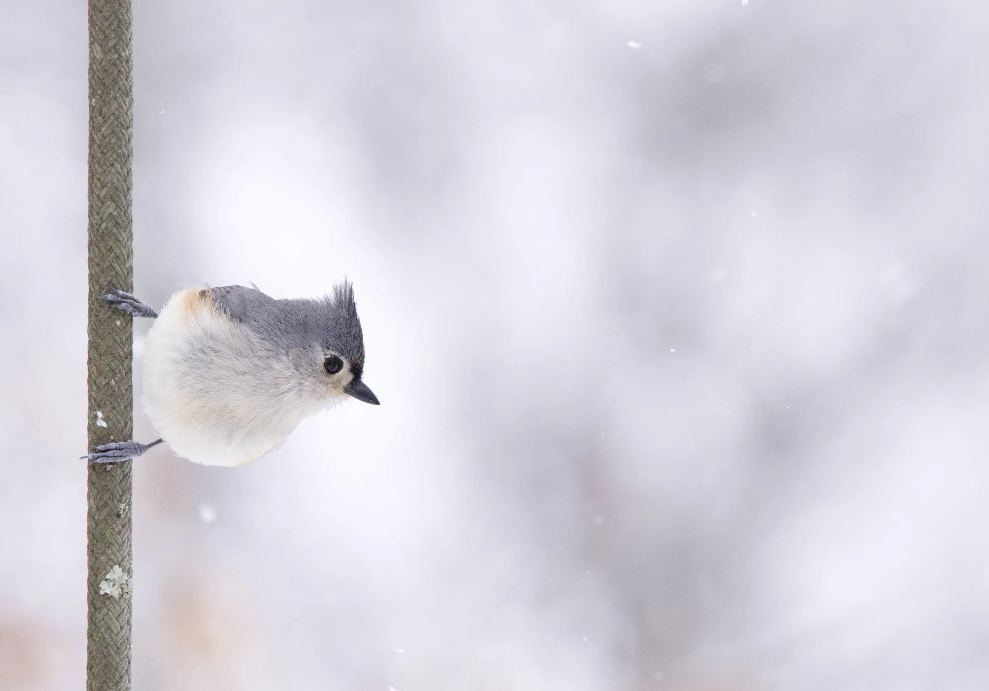 Titmice, Tits and Chickadees