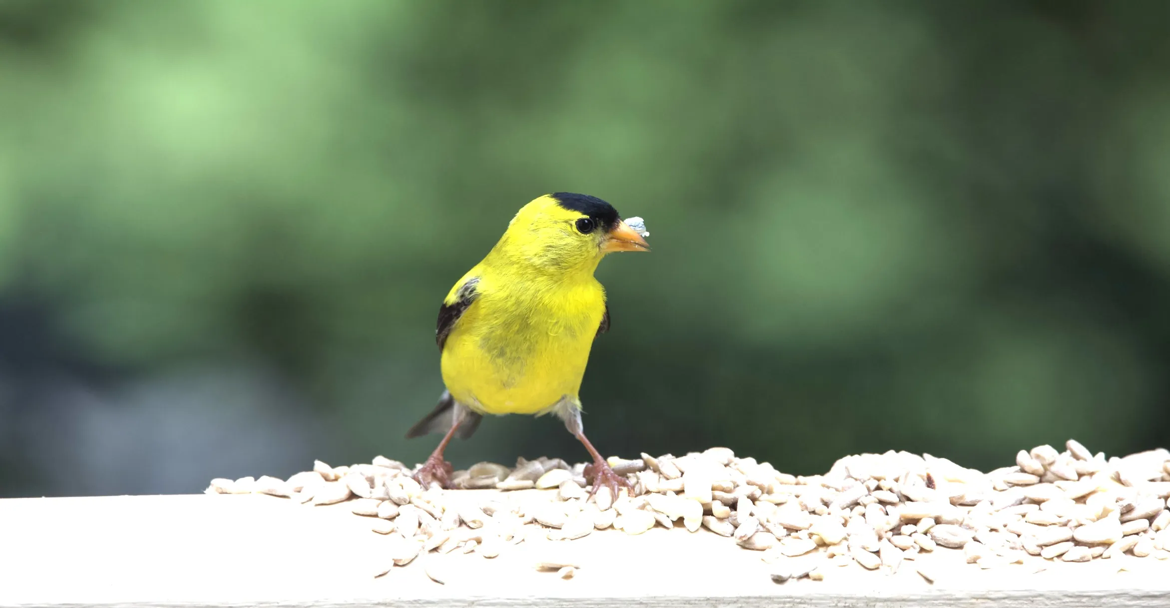Small Birds Eating Food