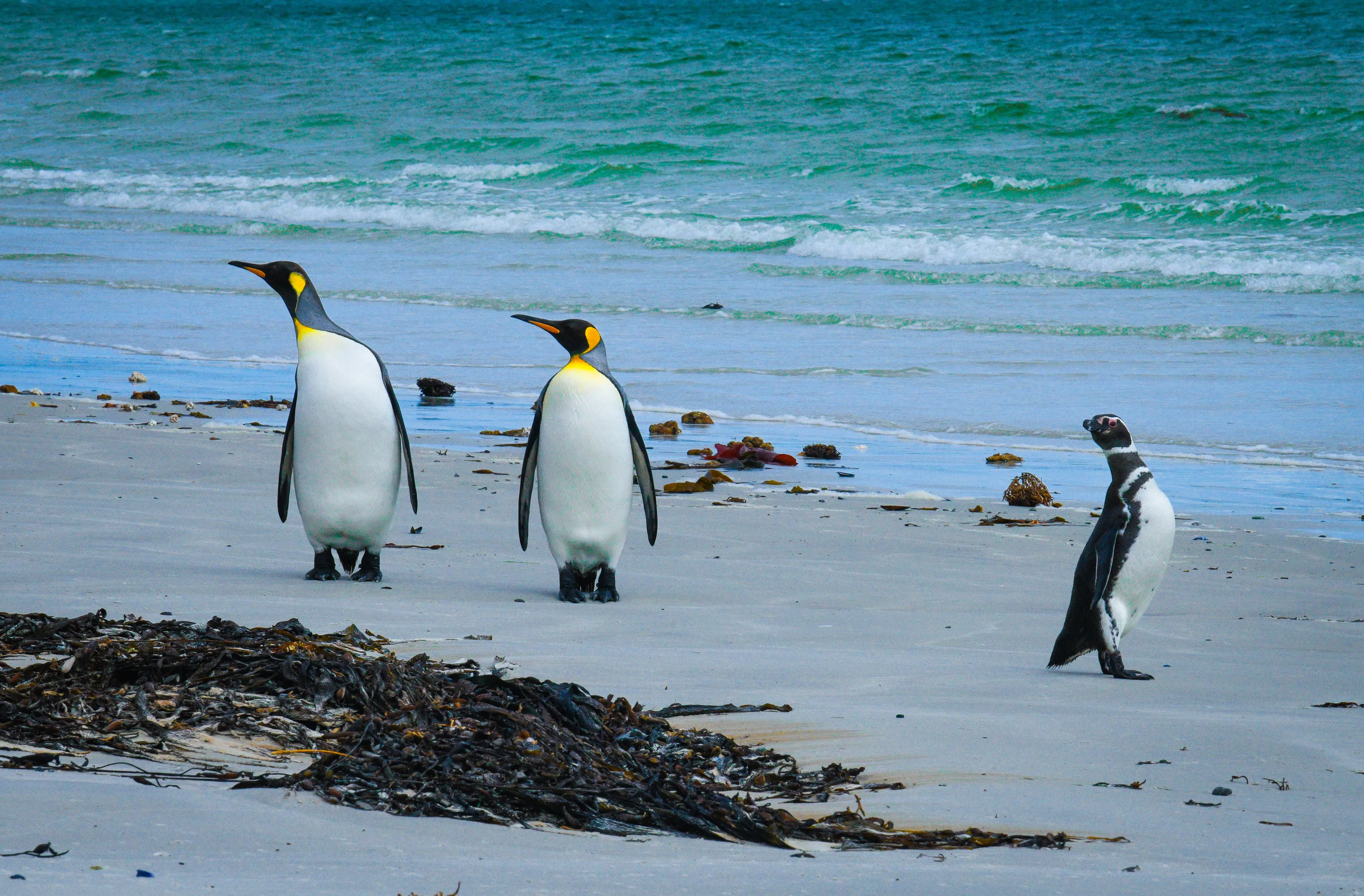 Seabirds (in colour)
