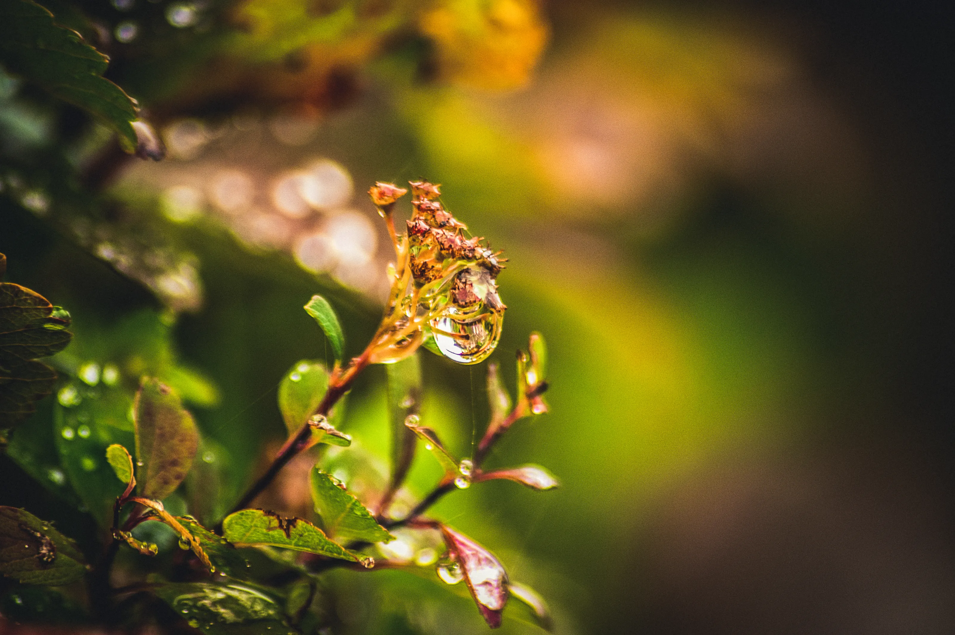 Water Drops