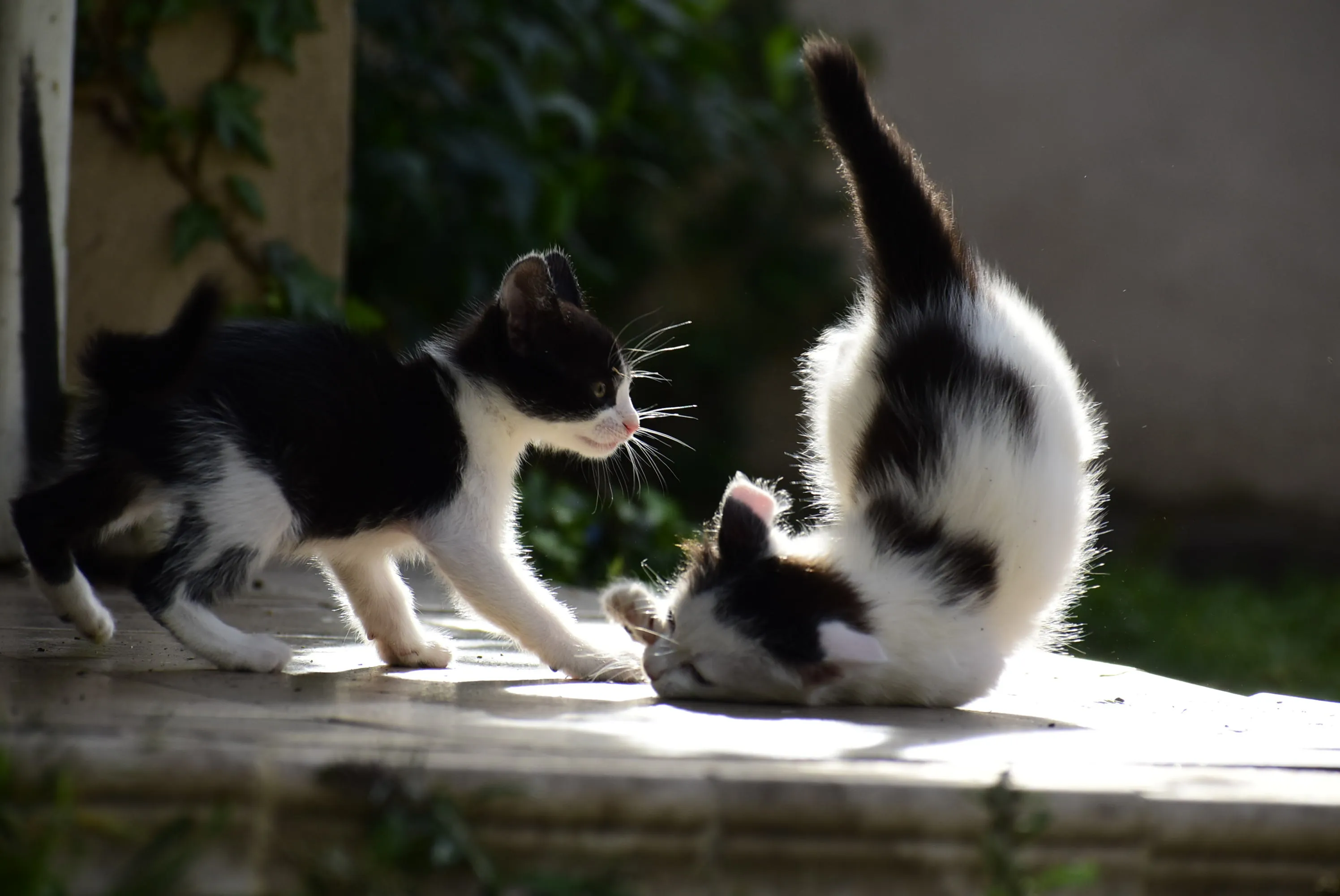 Kittens Playing