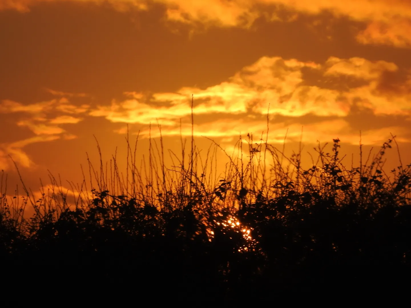 Sunrises and Sunsets Behind Vegetation