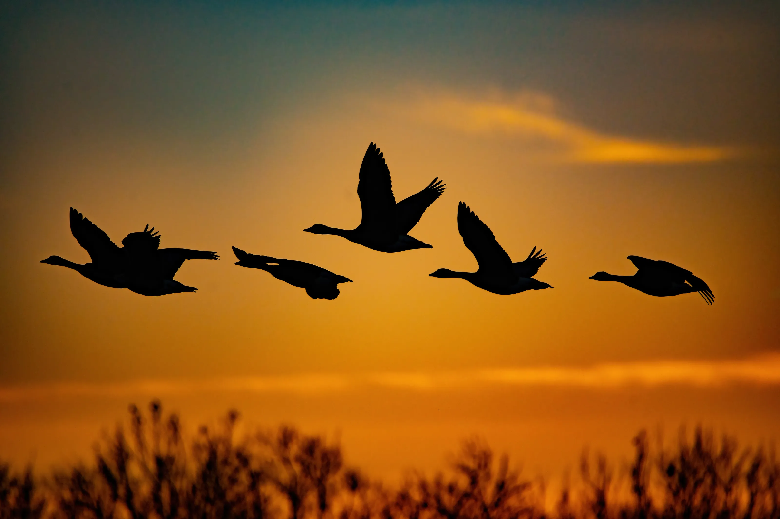 Birds in Silhouette