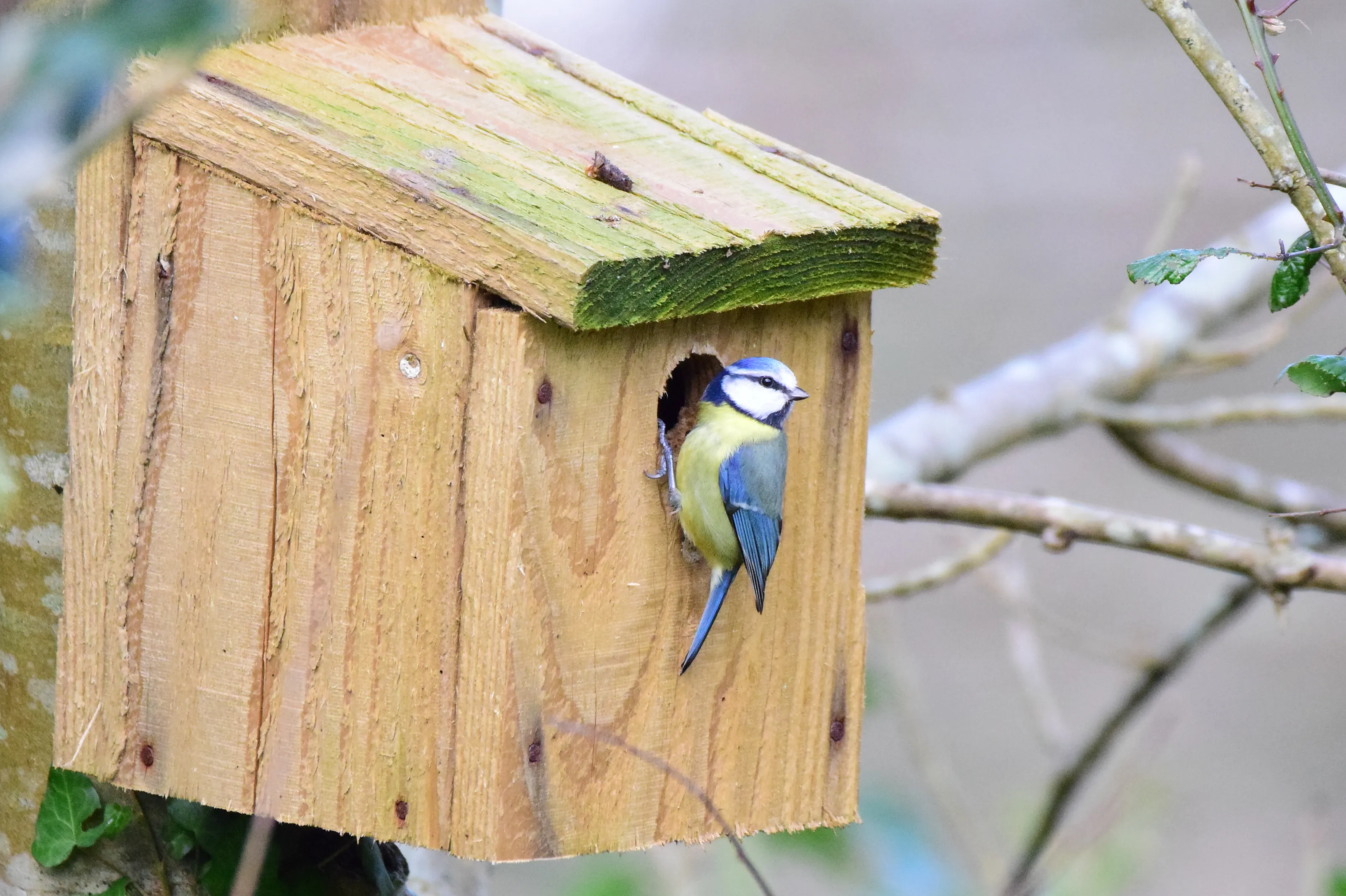 Birds at an Artificial Birdhouse
