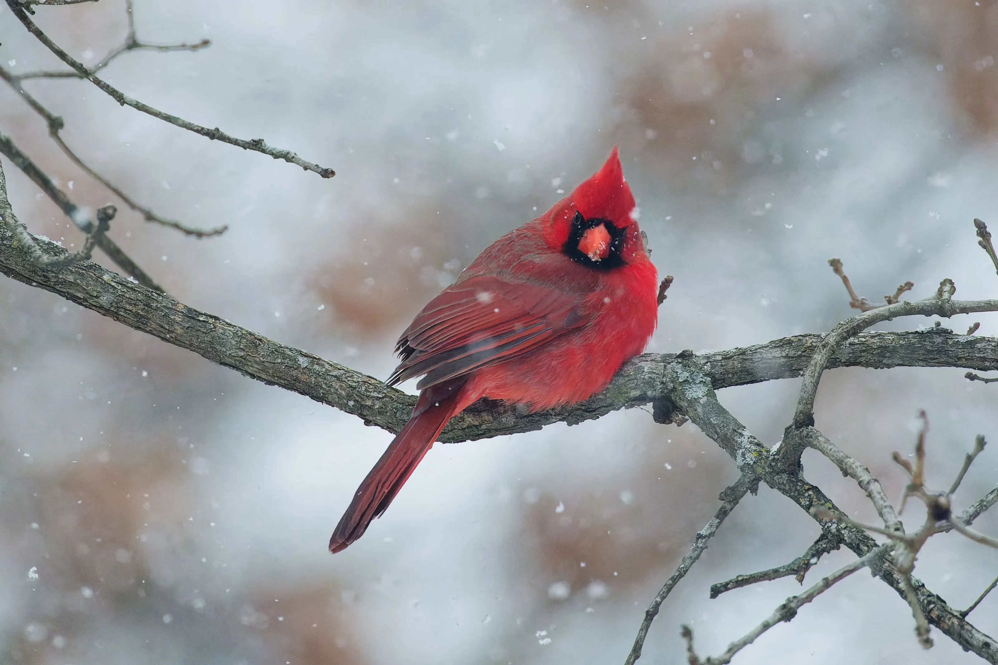 Cardinals