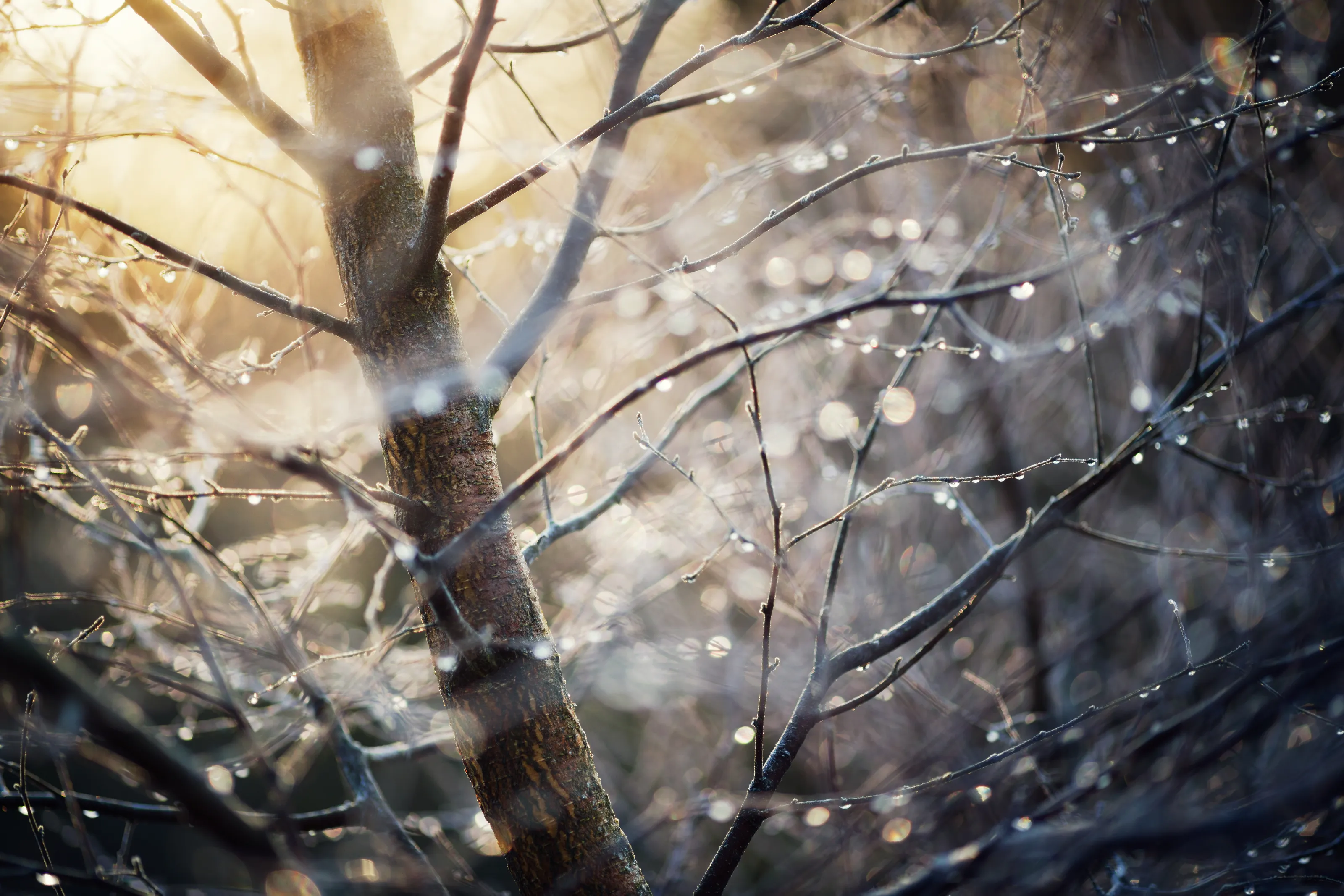 Drops of Water in Nature