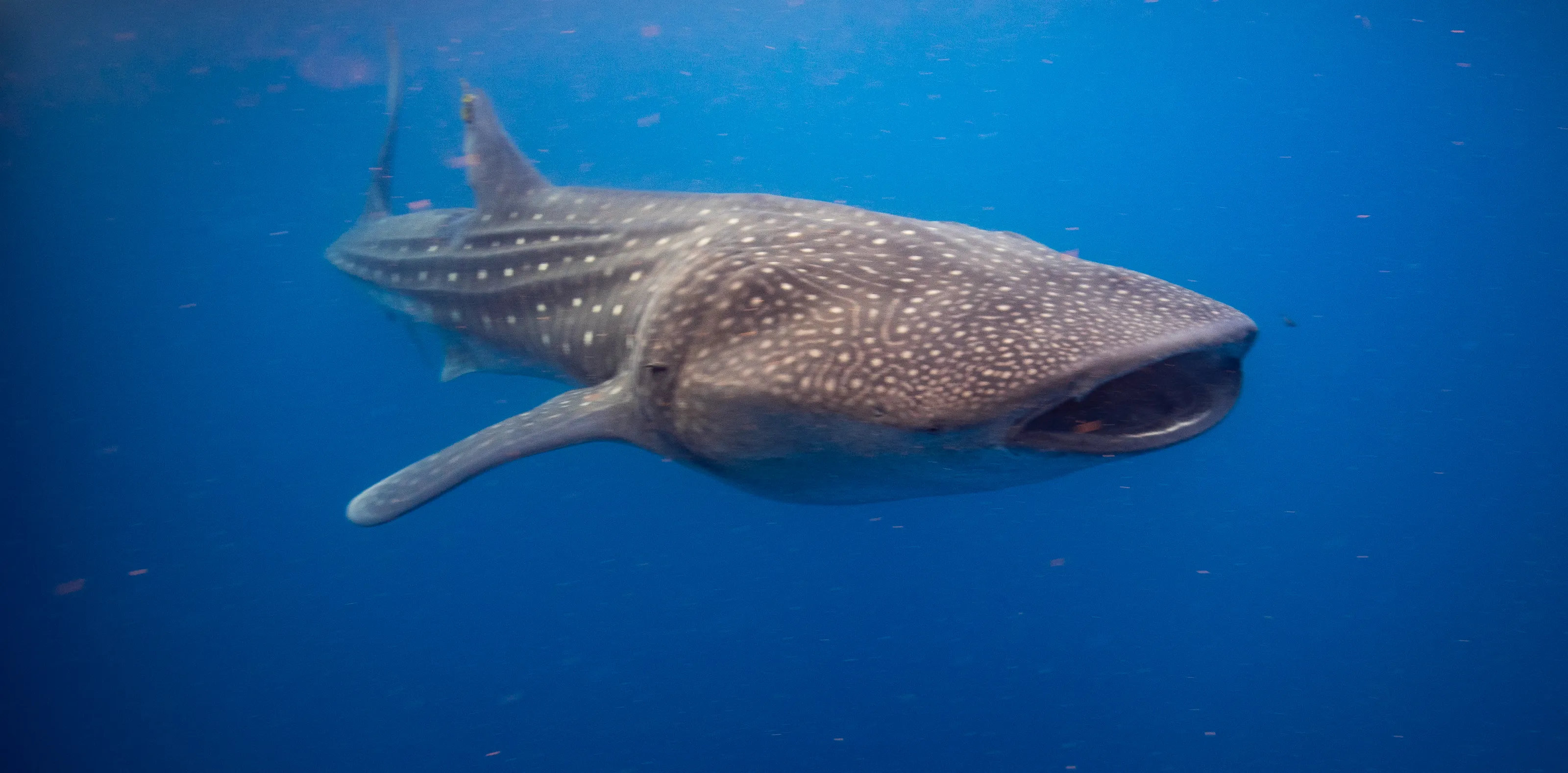 Large Sea Creatures Under the Water