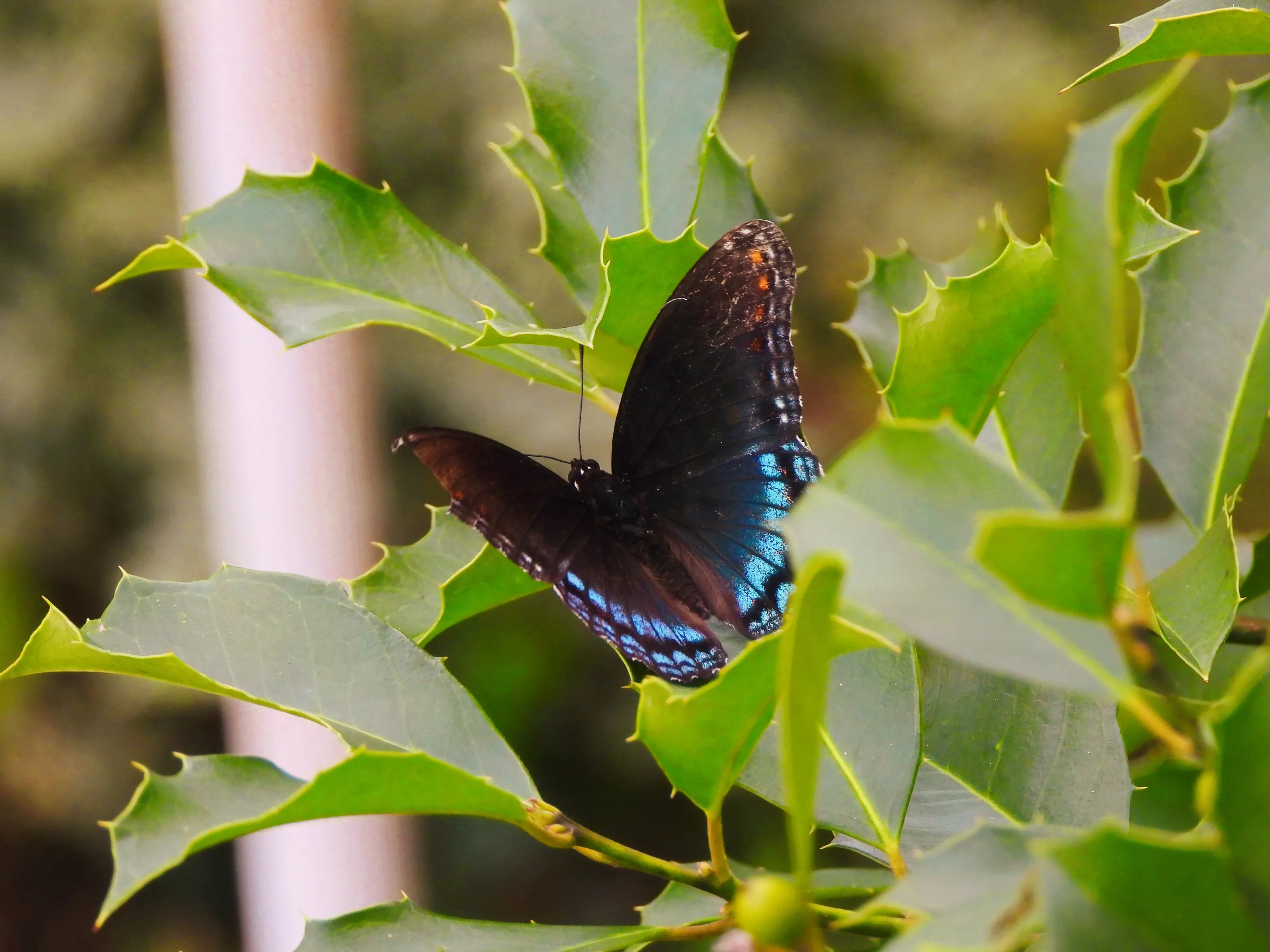 Butterflies (in colour)